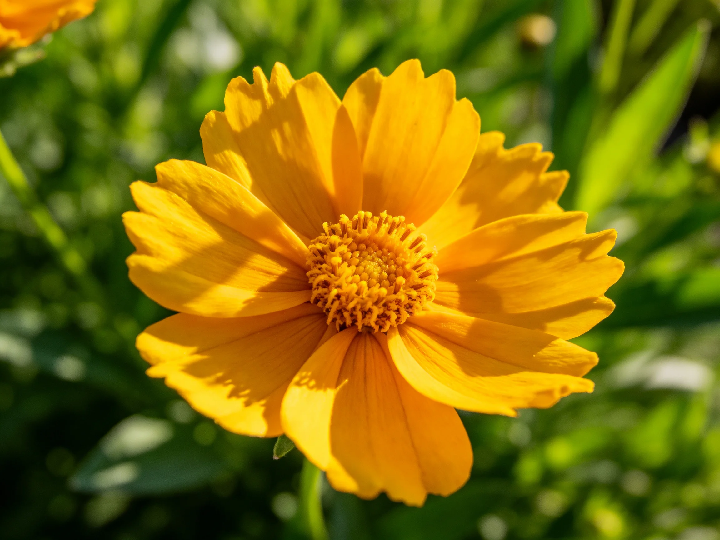 Bright yellow flower with ruffled petals among green foliage