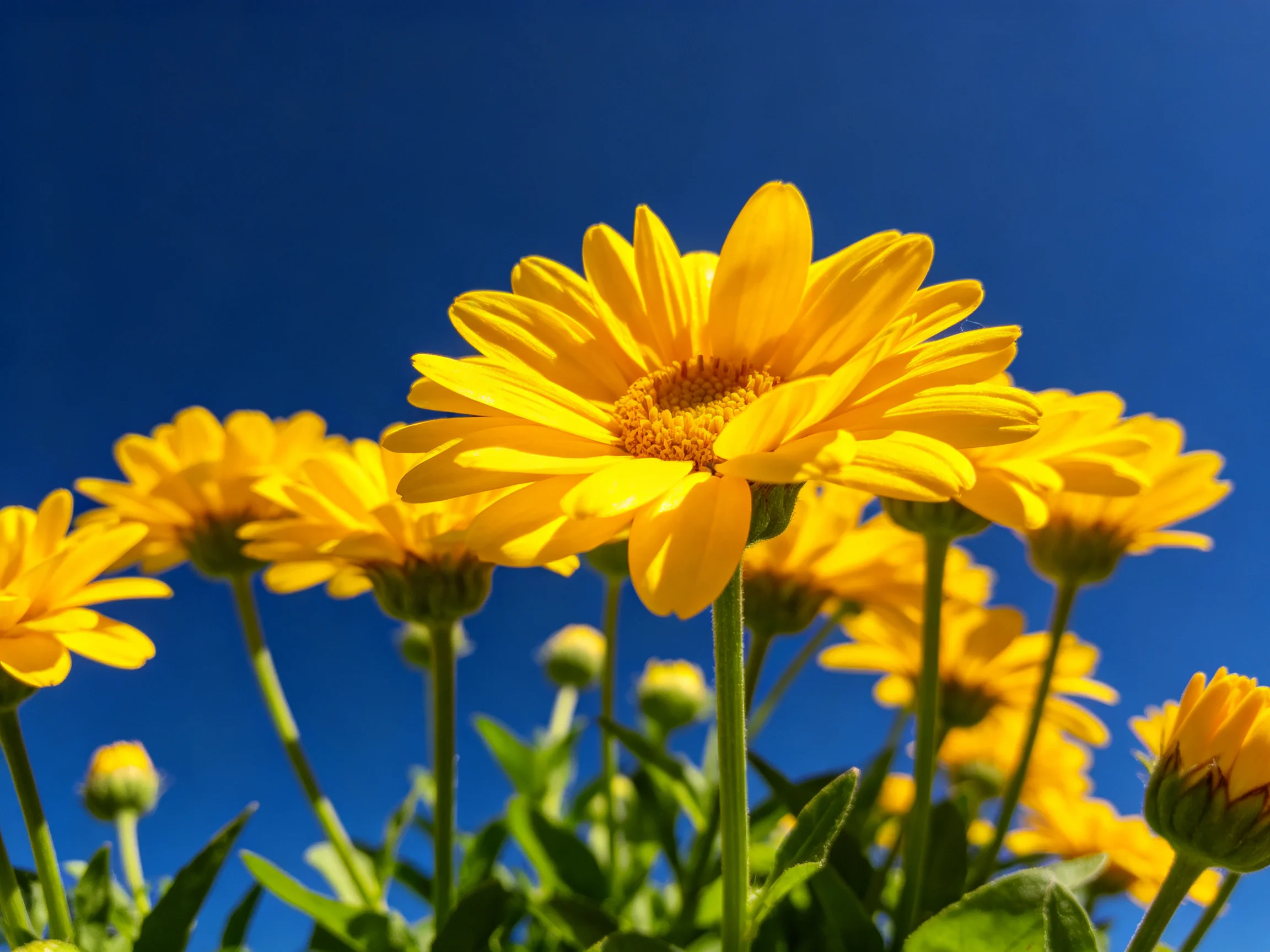 Bright yellow flowers bloom vibrantly against a deep blue sky