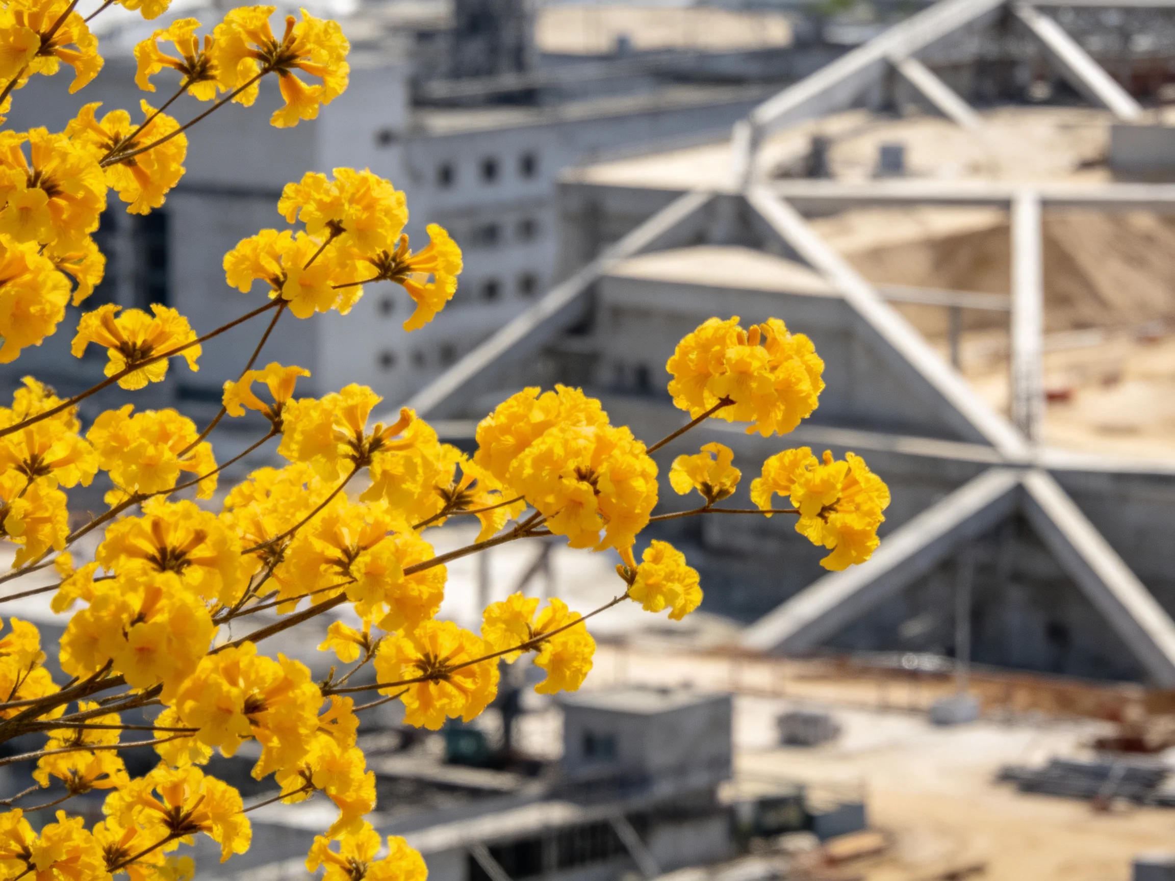 Bright yellow flowers contrast with modern architecture