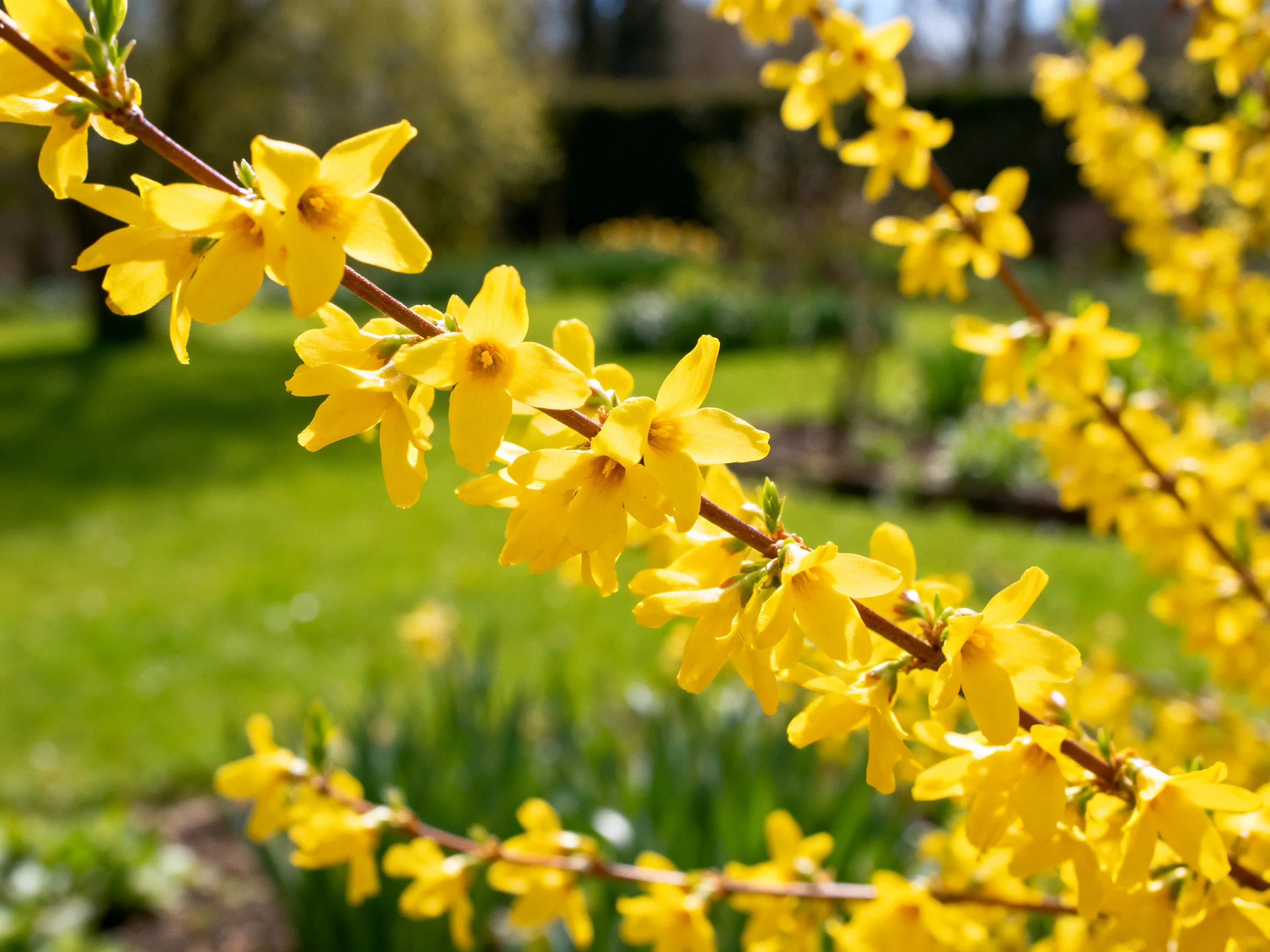 Bright yellow forsythia blooms along brown branches in sunny garden