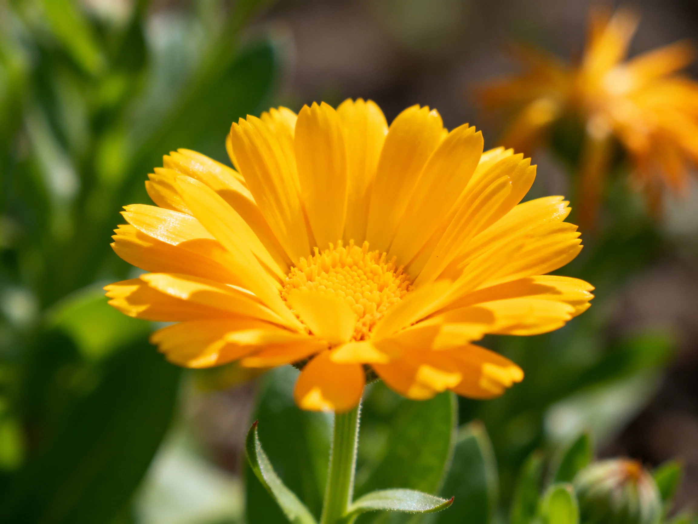 Bright yellow marigold flower in a sunlit garden