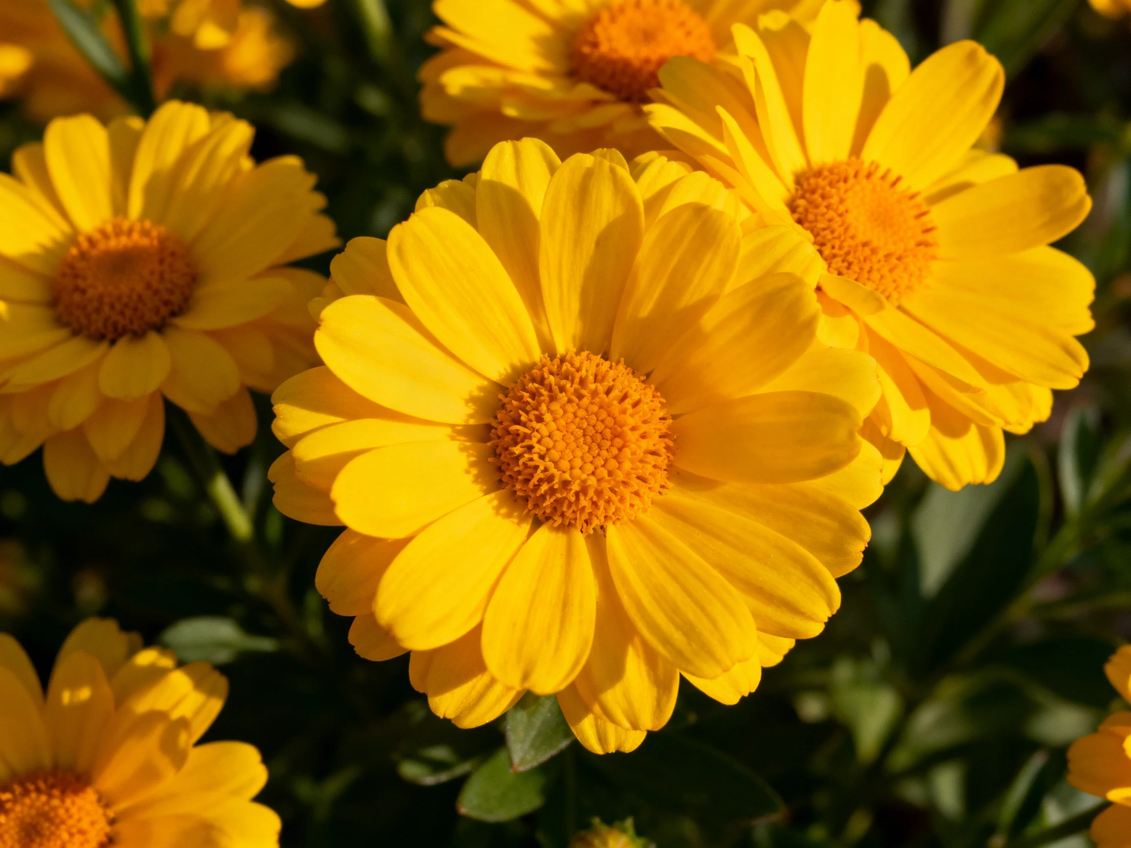 Bright yellow marigold flowers cluster densely amid greenery