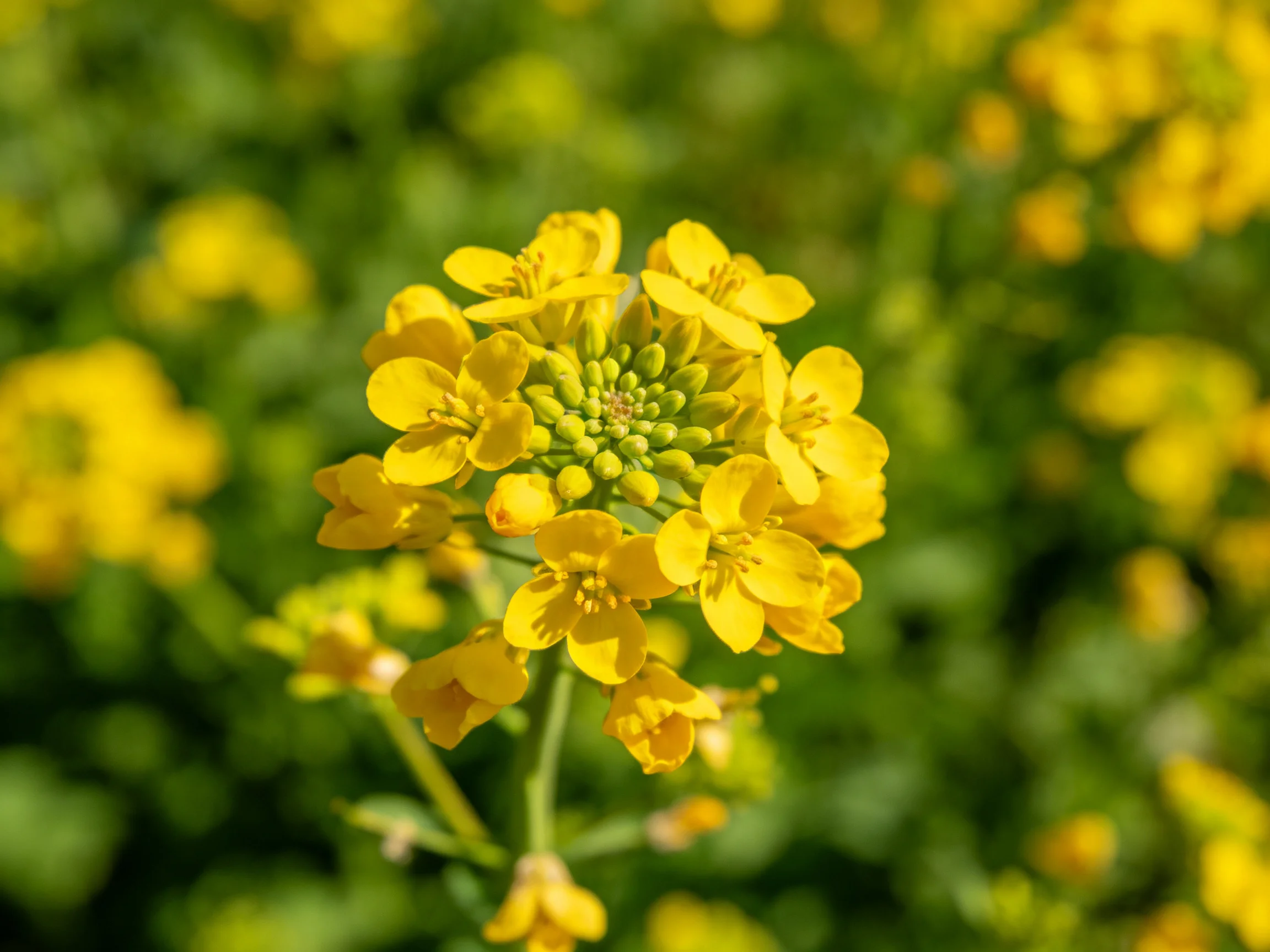 Bright yellow rapeseed flowers clustered amid dense green foliage