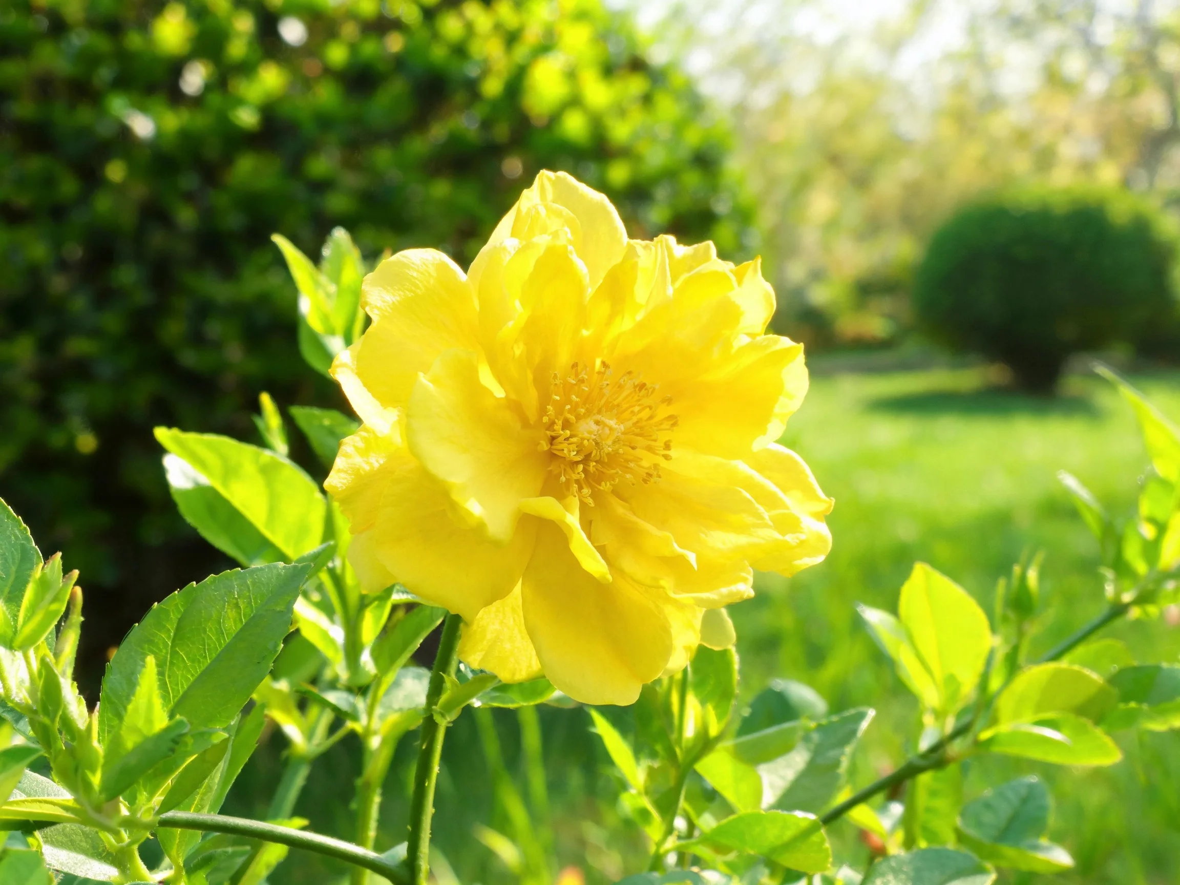 Bright yellow rose blooms amid lush green foliage in a sunlit garden.