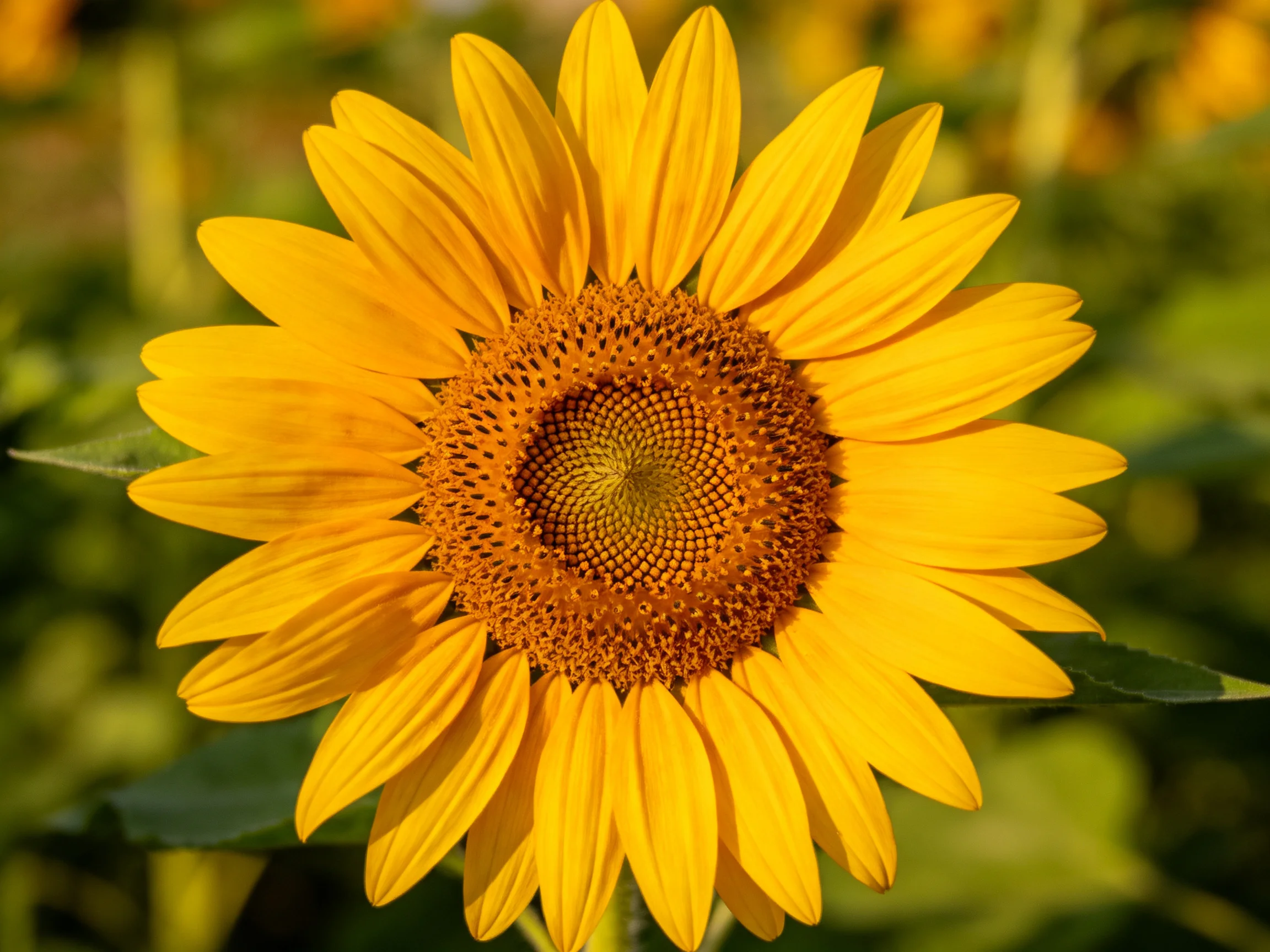 Bright yellow sunflower with a brown central disk in green surroundings