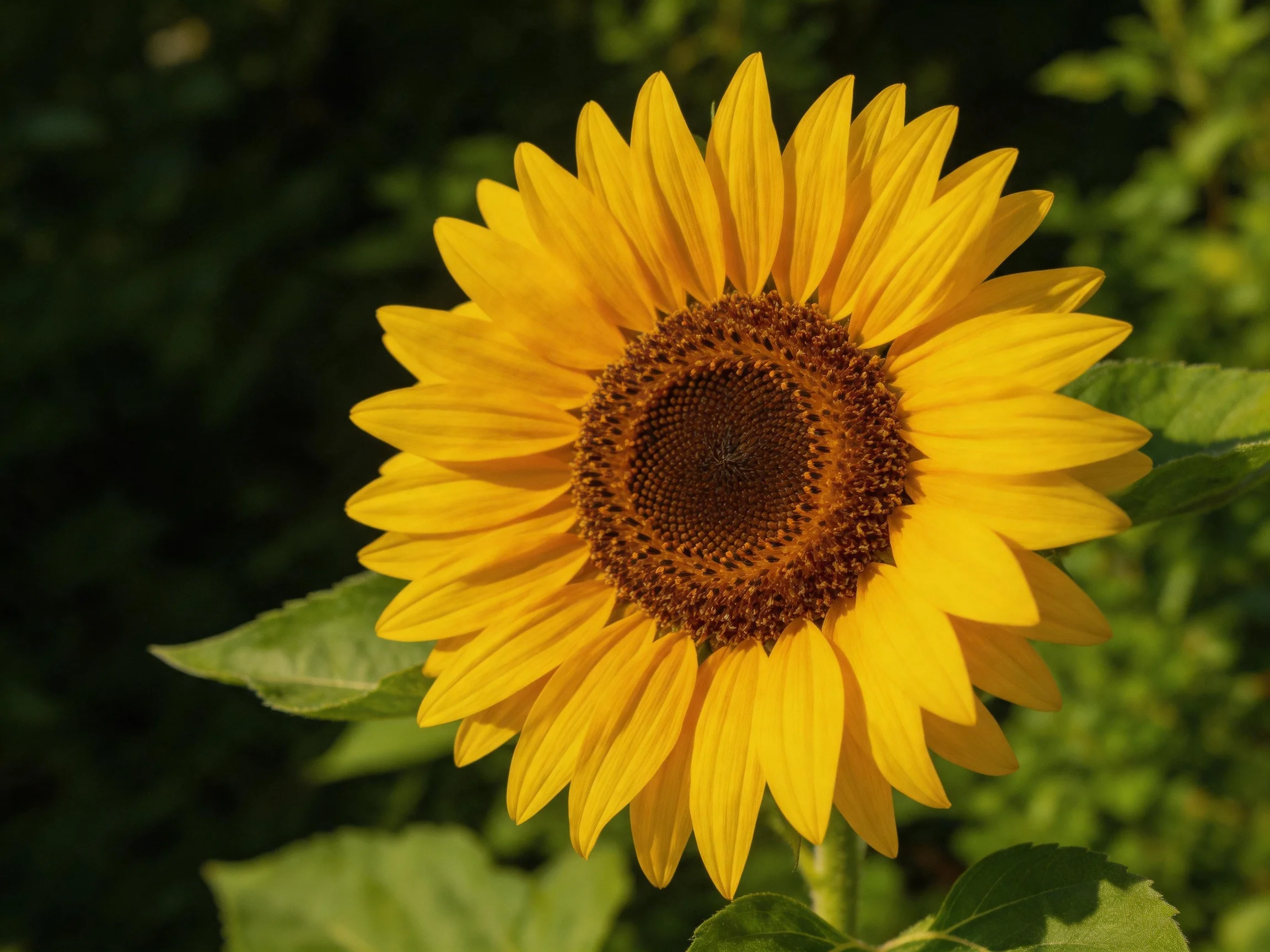 A bright yellow sunflower with a dark brown center stands among green foliage.