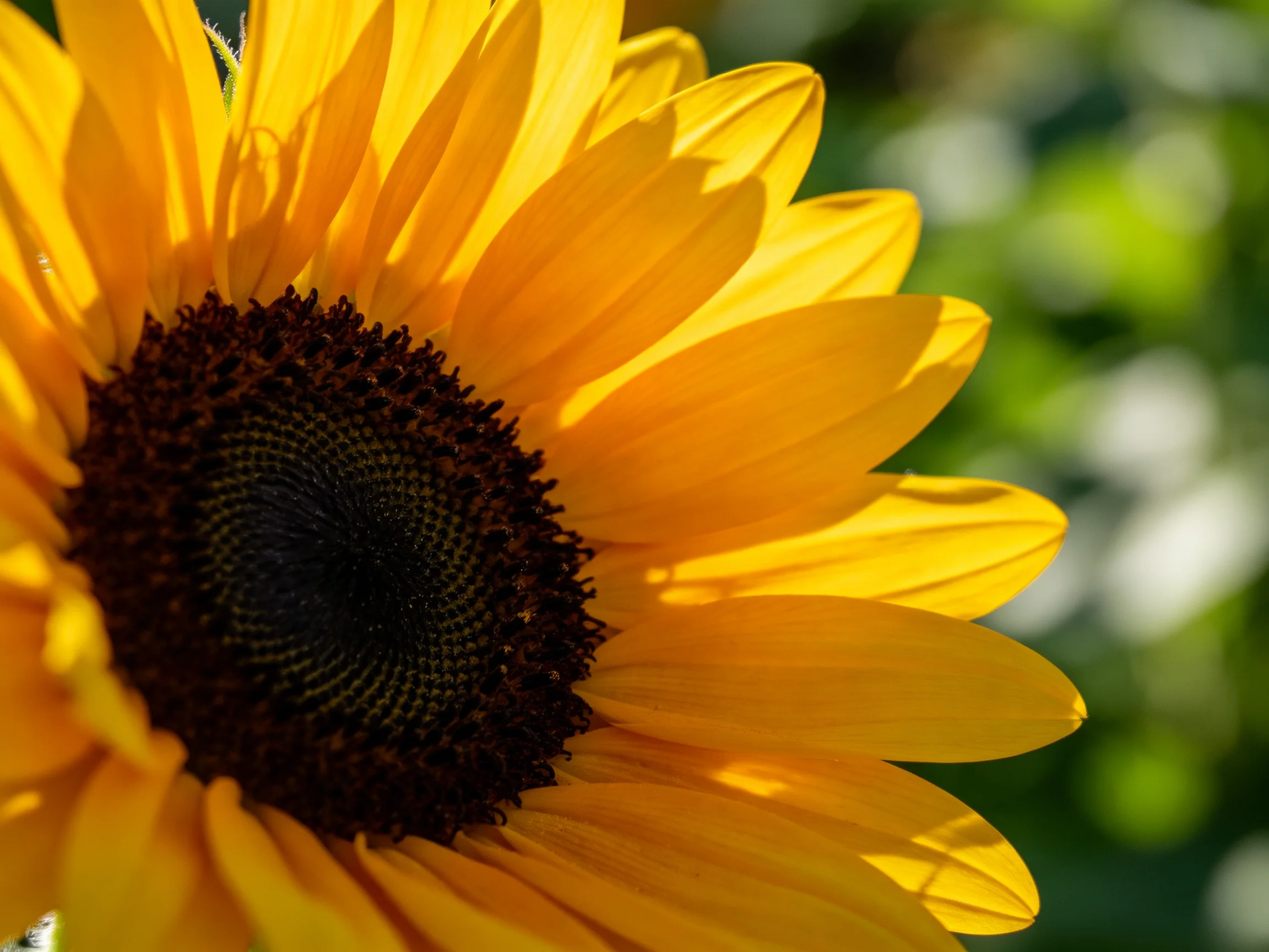 Bright yellow sunflower with dark brown central disk