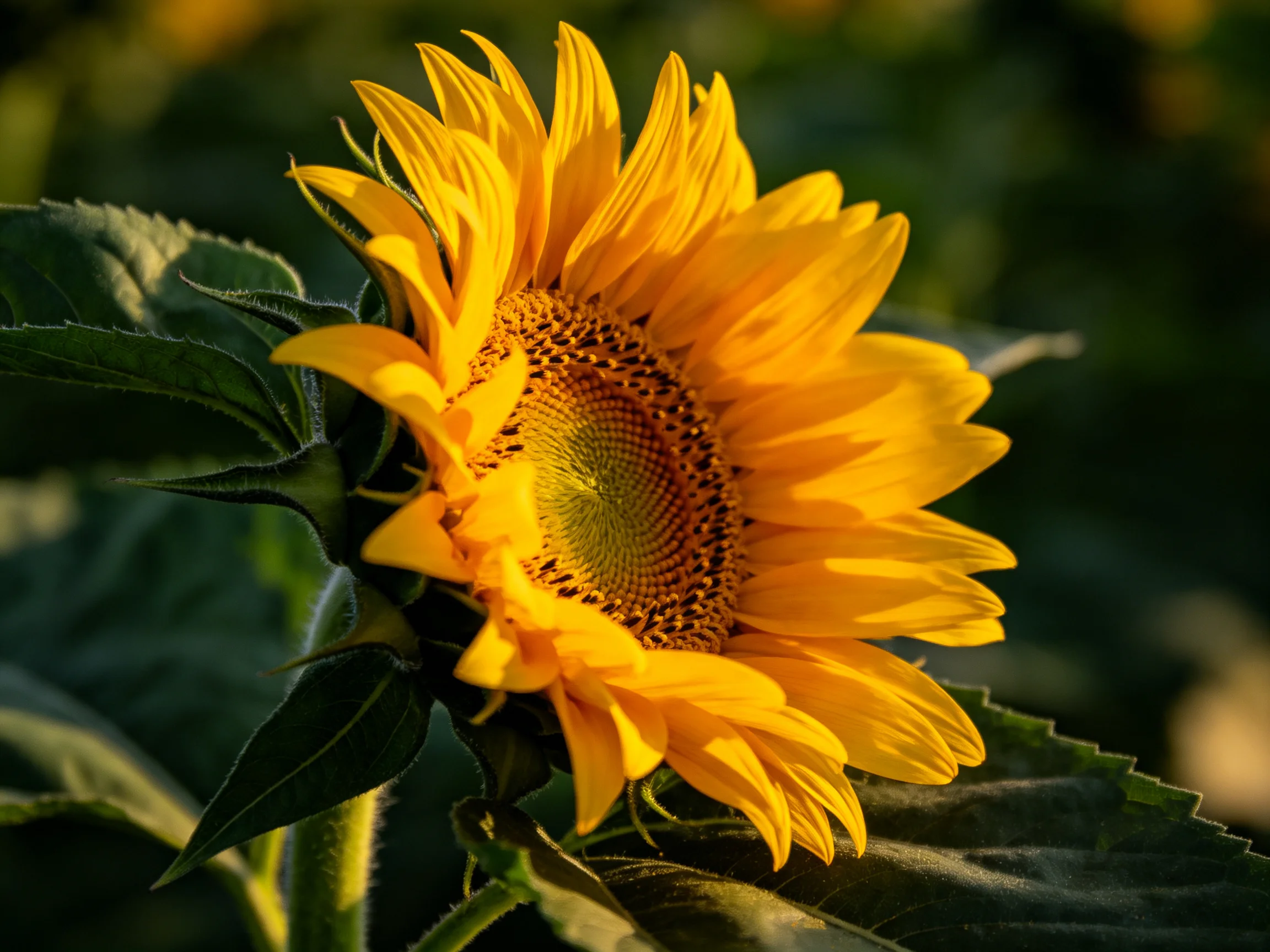 Bright yellow sunflower with dark green foliage in soft natural light