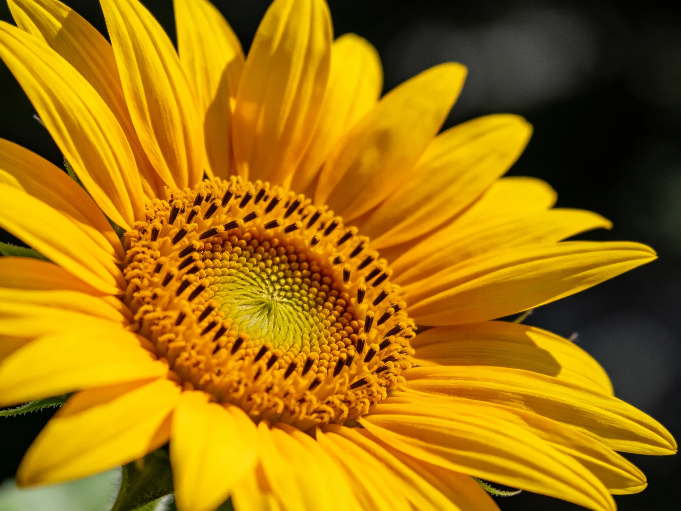 Bright yellow sunflower with intricate seed and petal details