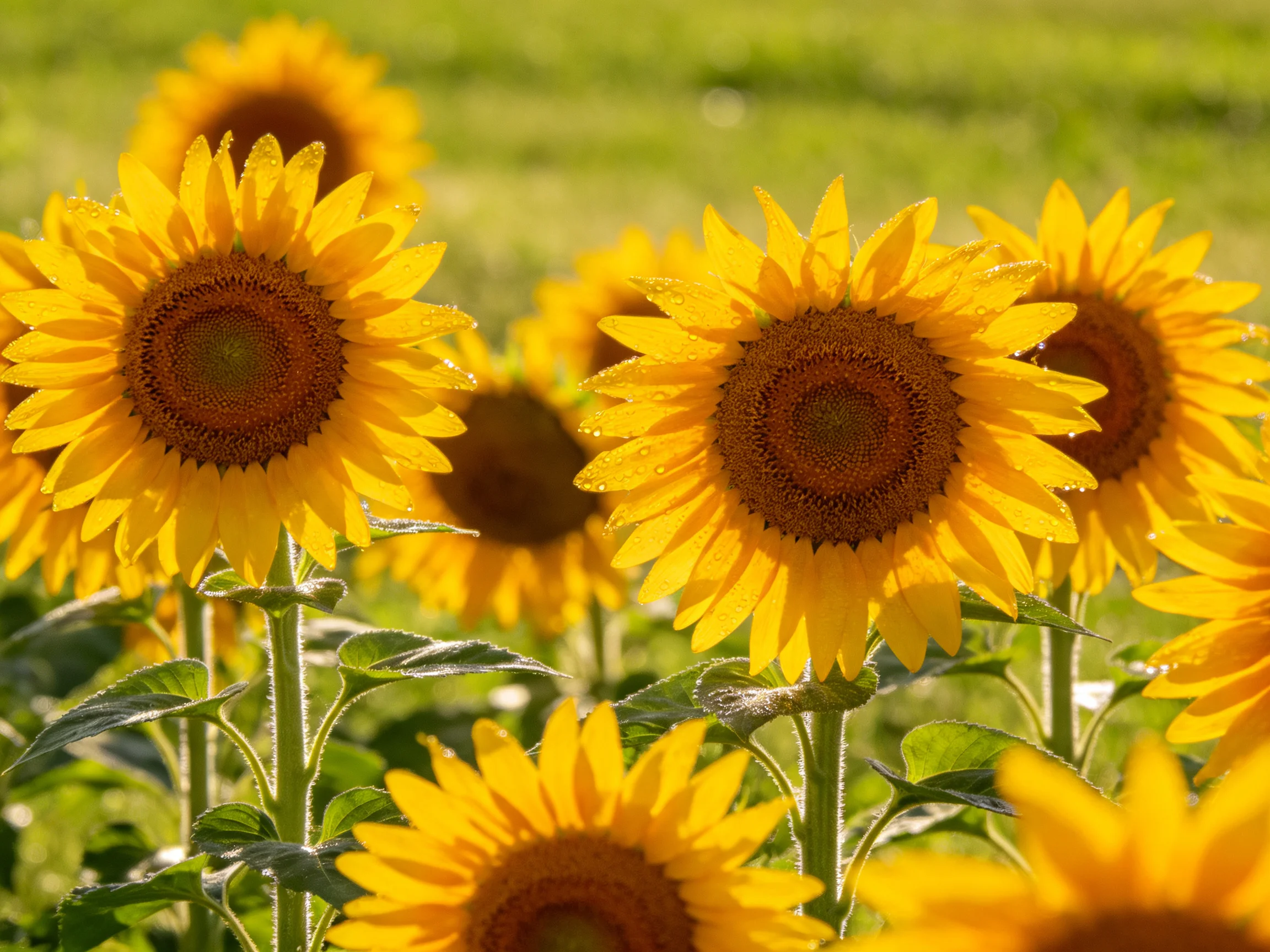 Bright yellow sunflowers with dewdrops in a sunlit meadow
