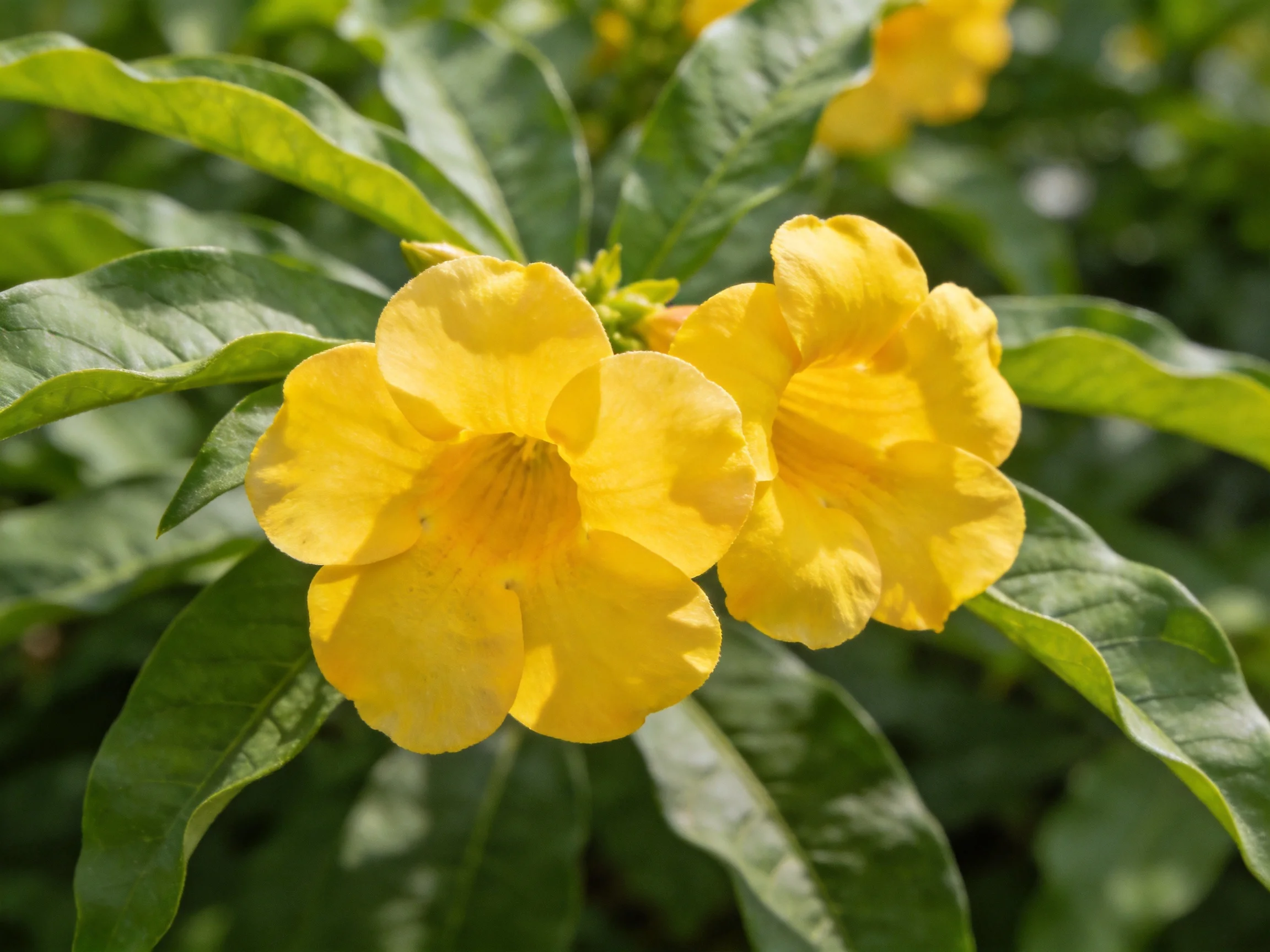 Bright yellow trumpet - shaped flowers bloom amid glossy green foliage