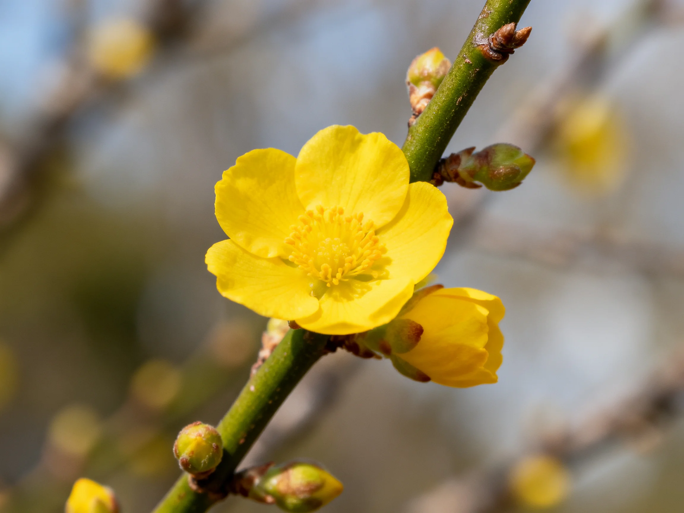 Bright yellow winter jasmine blooms on slender green branches