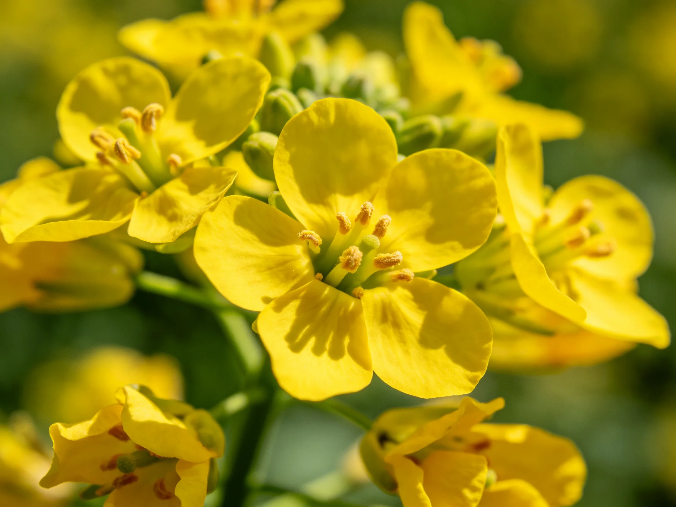 Brightly hued yellow rapeseed flowers clustered in sunlight