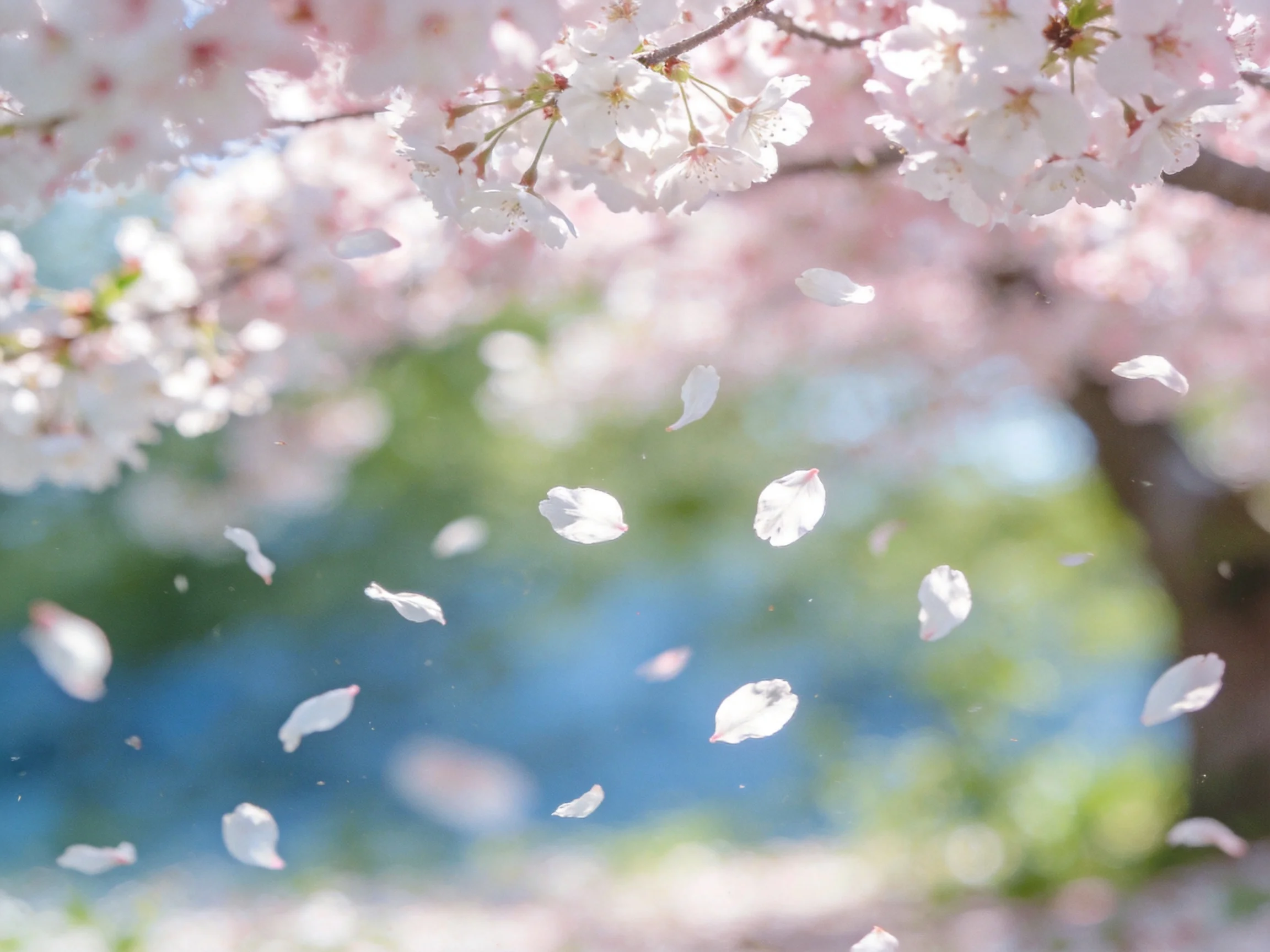 Cherry blossom branches heavy with blooms and falling petals