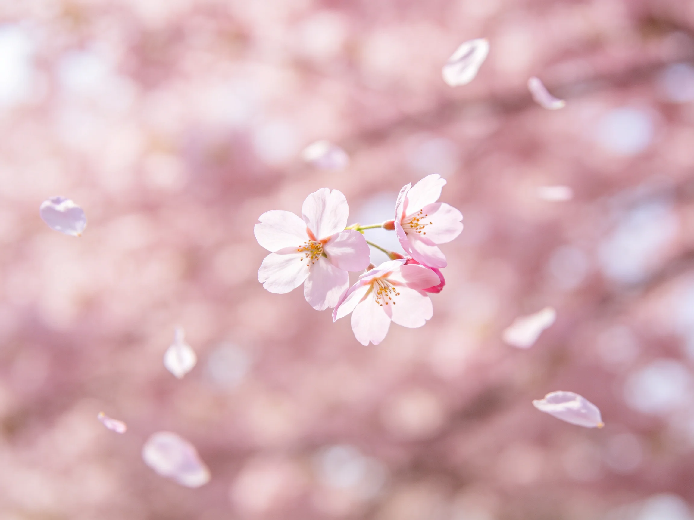 Cherry blossom cluster with falling petals in soft pink bokeh