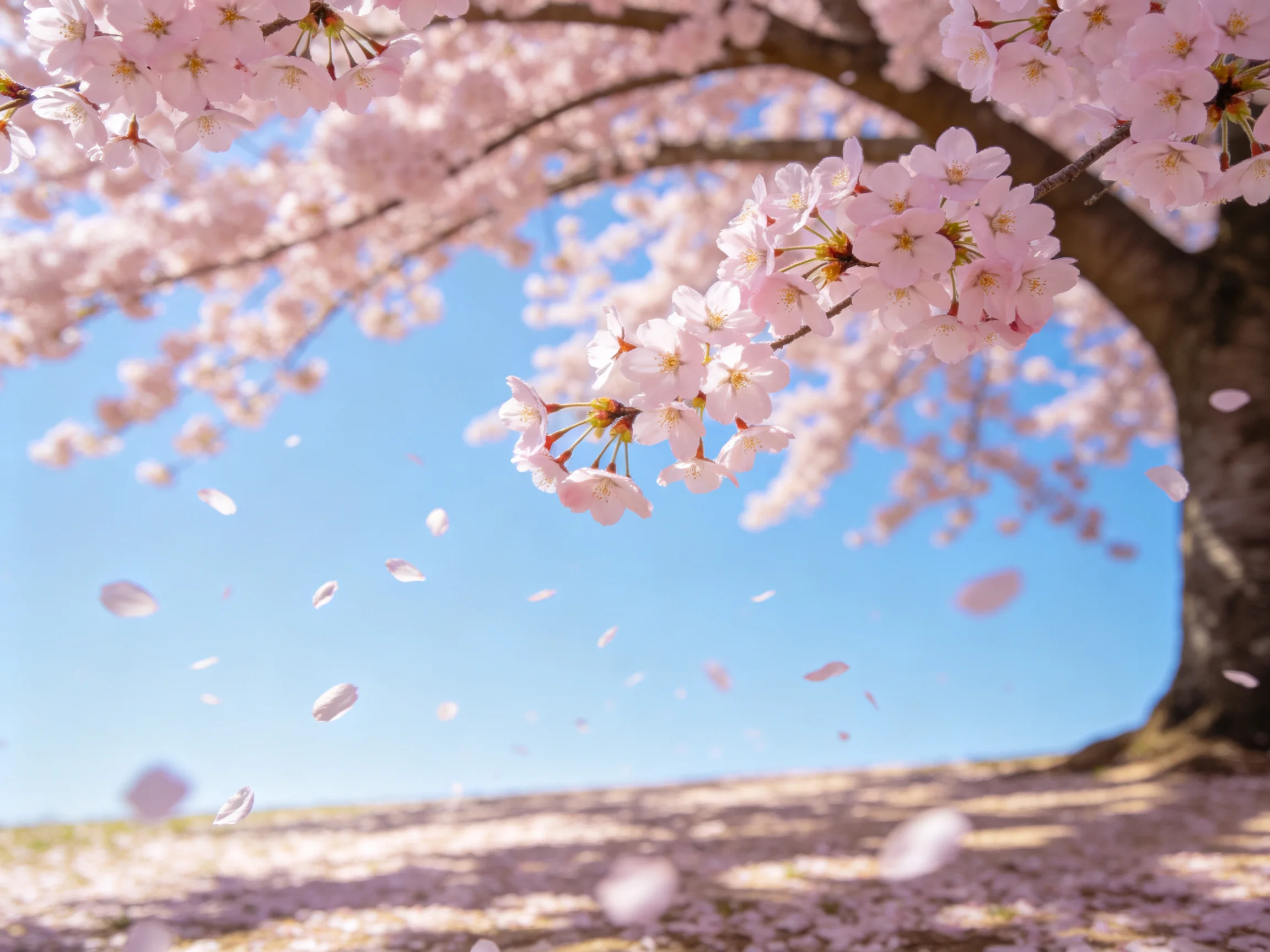 Cherry blossom tree with pink blooms and falling petals against clear blue sky