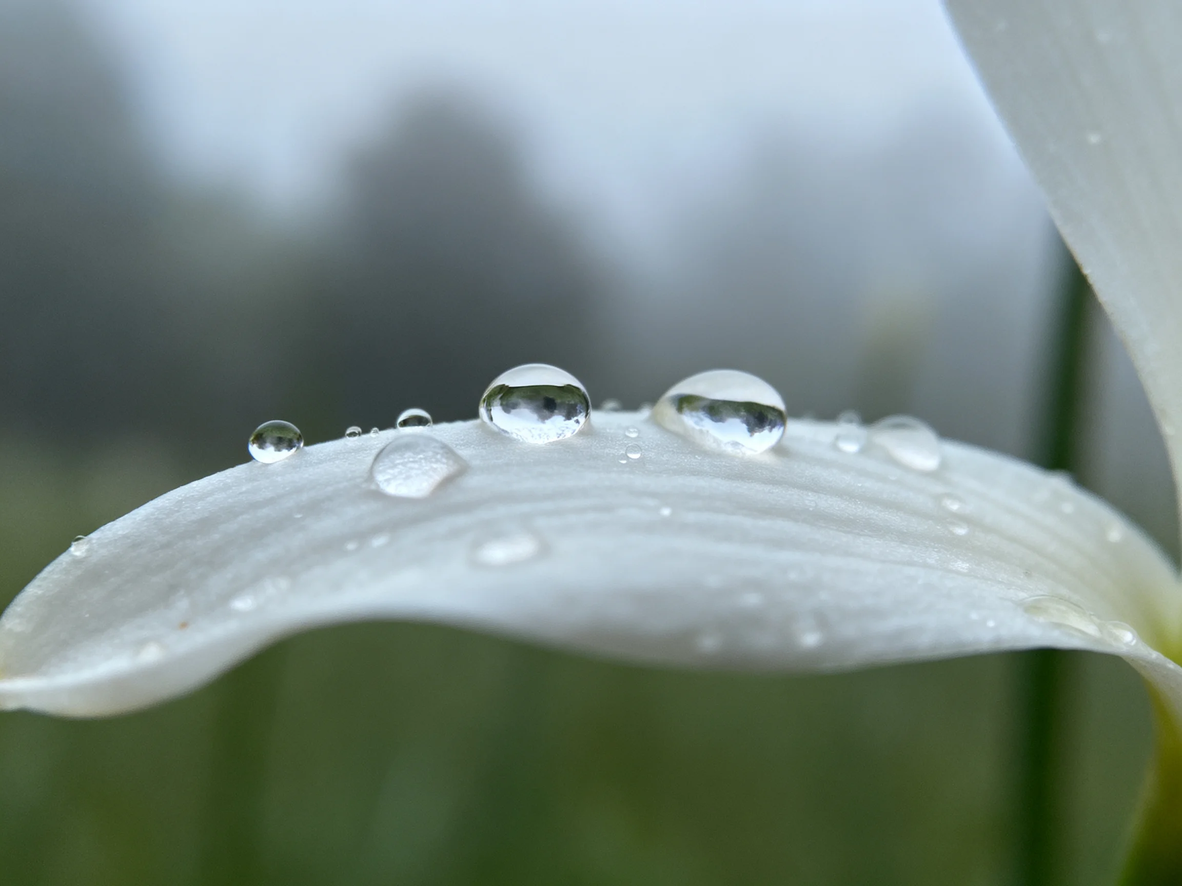 Clear water droplets on a white petal with blurred green background