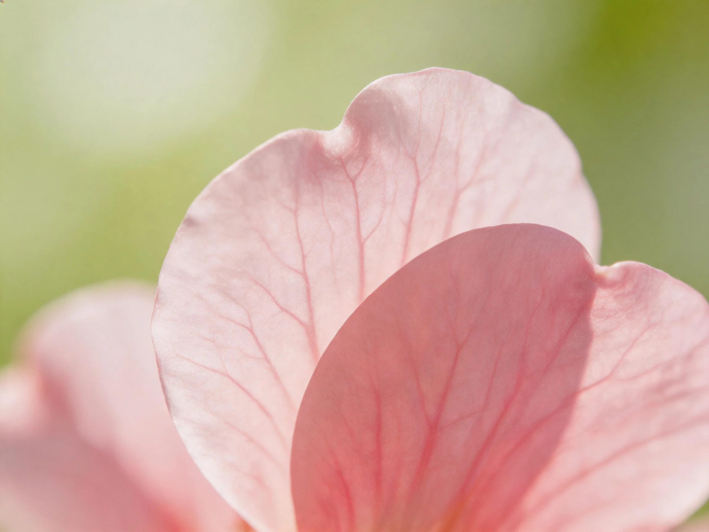 Close - of soft pink flower petals with visible veins