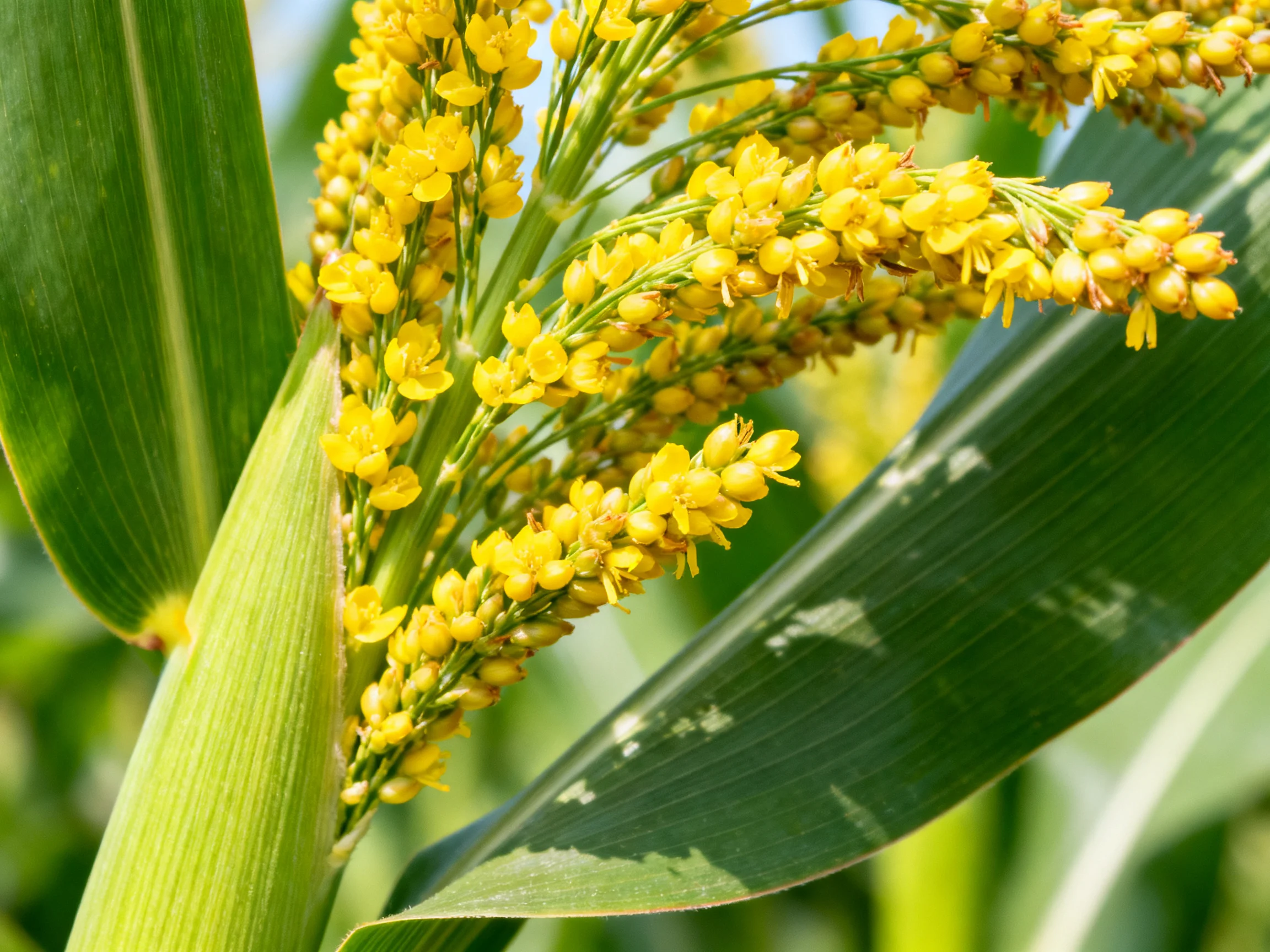 Close - up of Yellow Flowering Plant with Broad Green Leaves