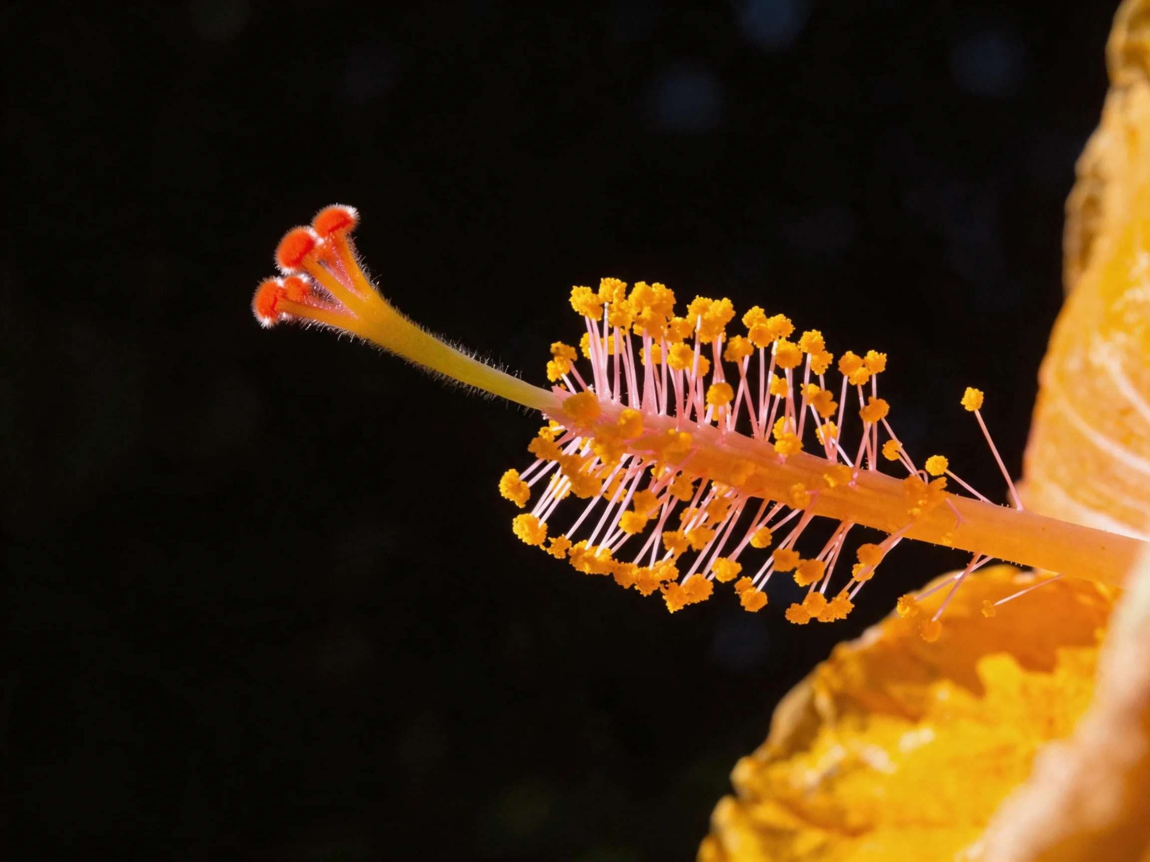 Close-up of a Hibiscus Flowers Stamen with Yellow Pollen and Orange Tips
