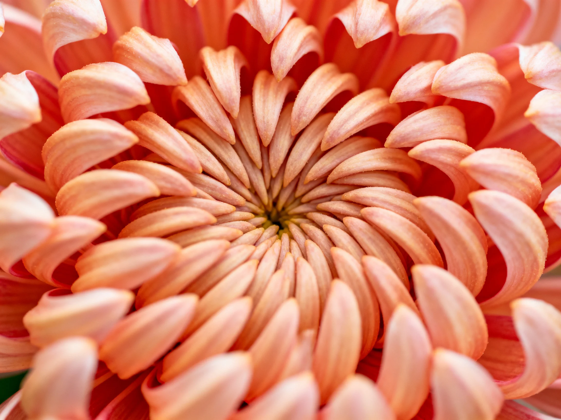 Close - up of a chrysanthemum with layered peach and coral petals radiating from center
