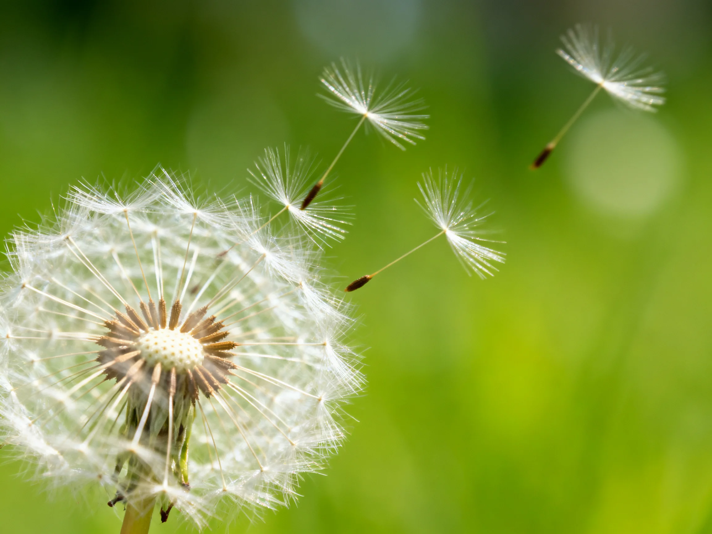 Close - up of a dandelion seed head with floating seeds in a blurred green background