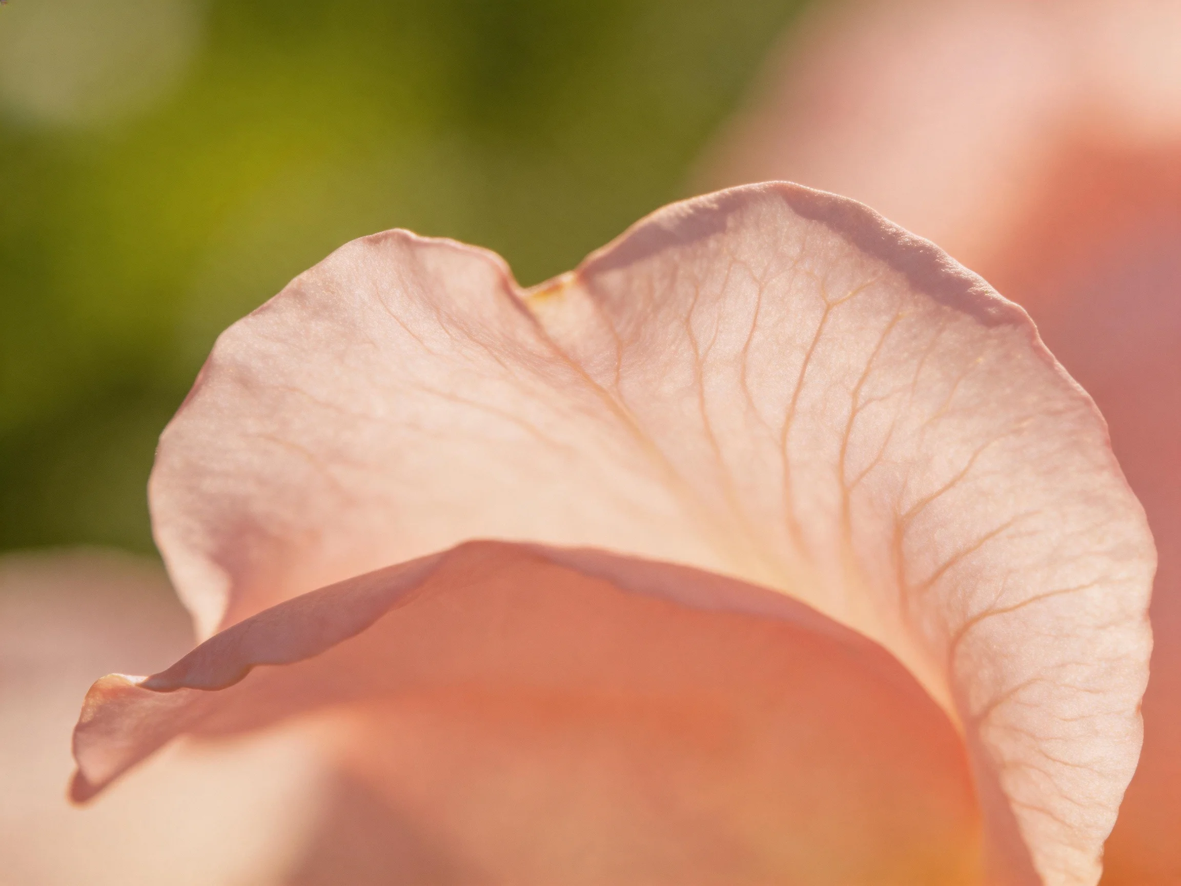 Close - up of a delicate pink flower petal with prominent vein details