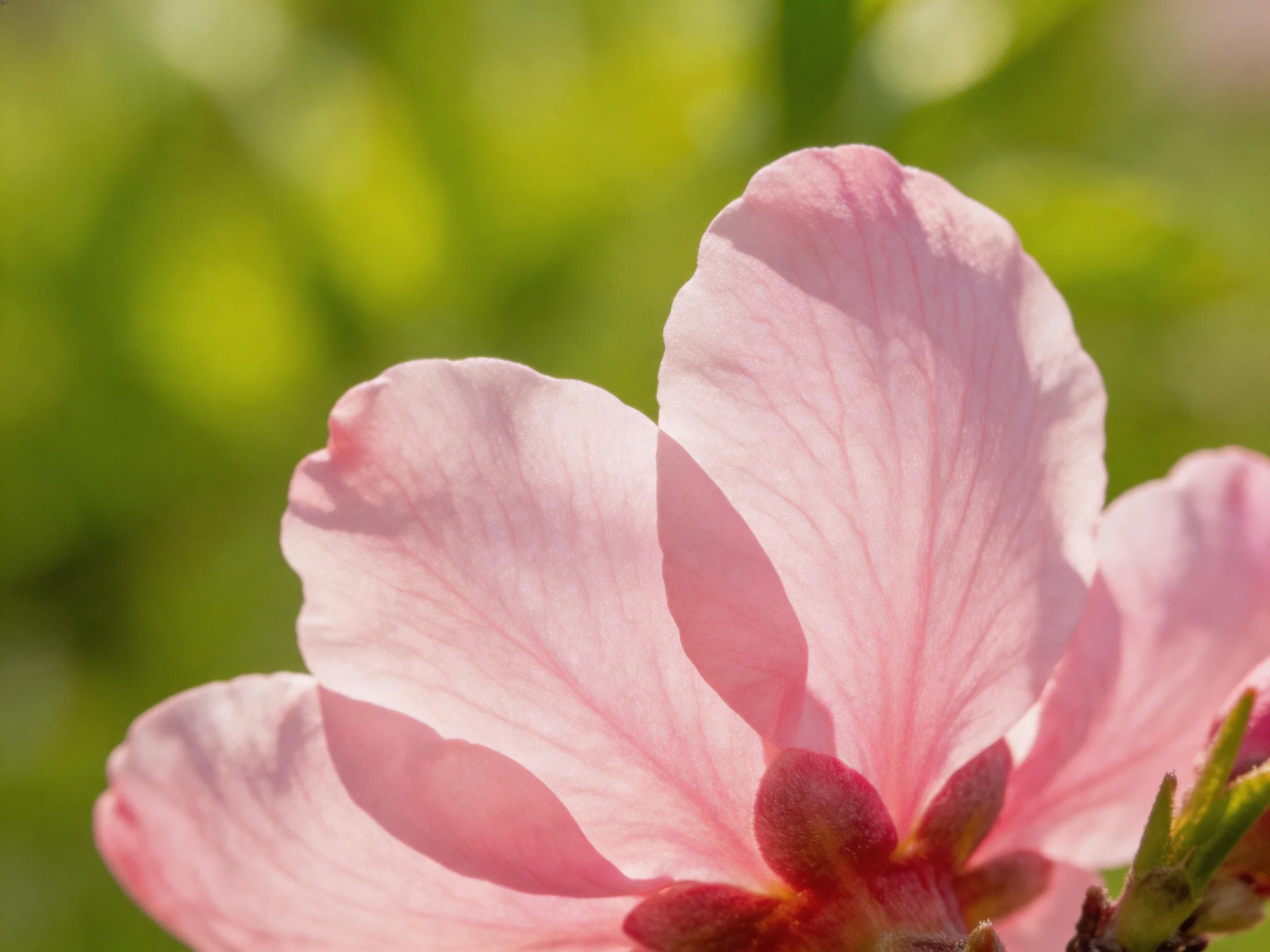 Close - up of a delicate pink flower with soft green backdrop