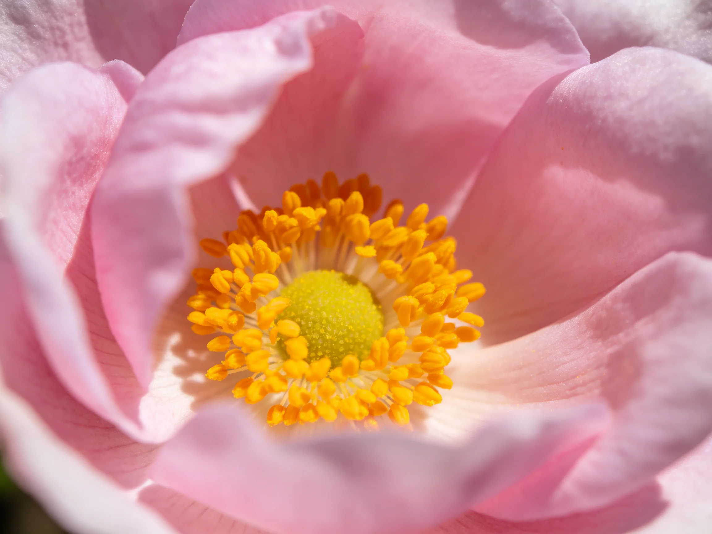 Close - up of a delicate pink rose with golden stamens