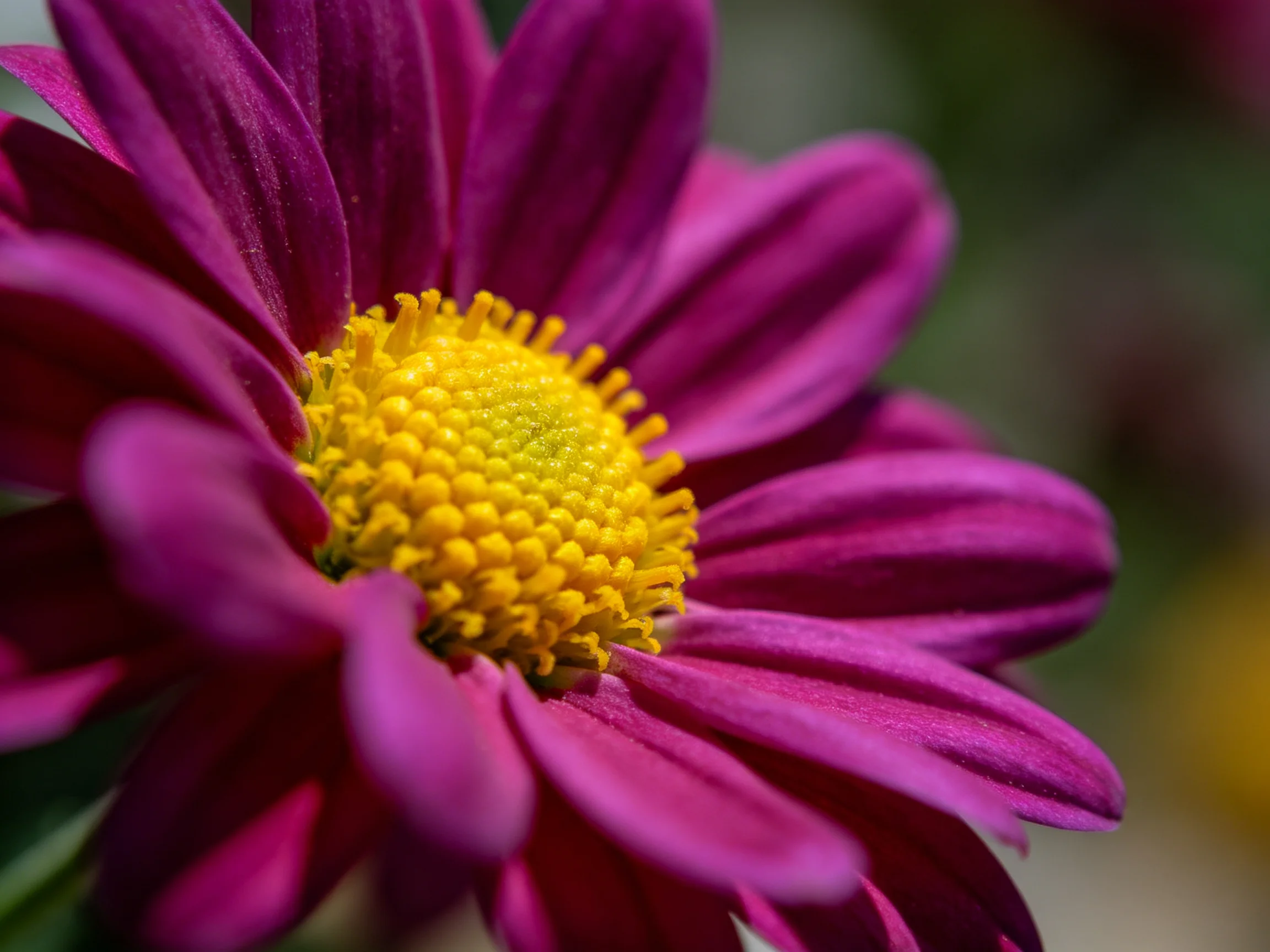 Close - up of a flower with deep purple petals and golden - yellow center
