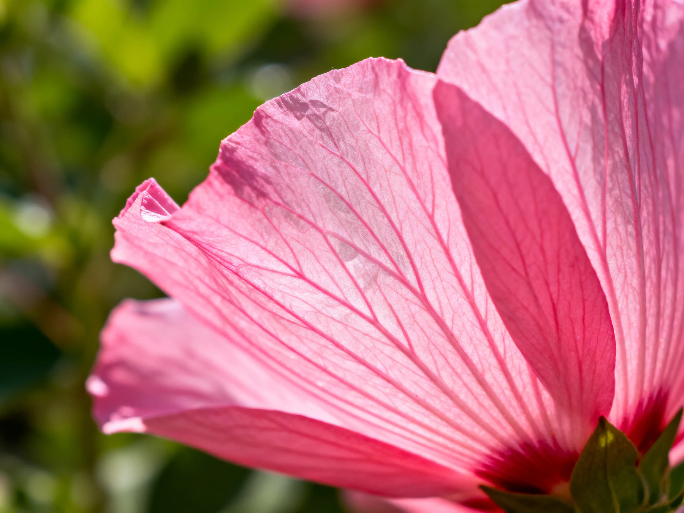 Close - up of a large pink hibiscus flower with prominent petal veins