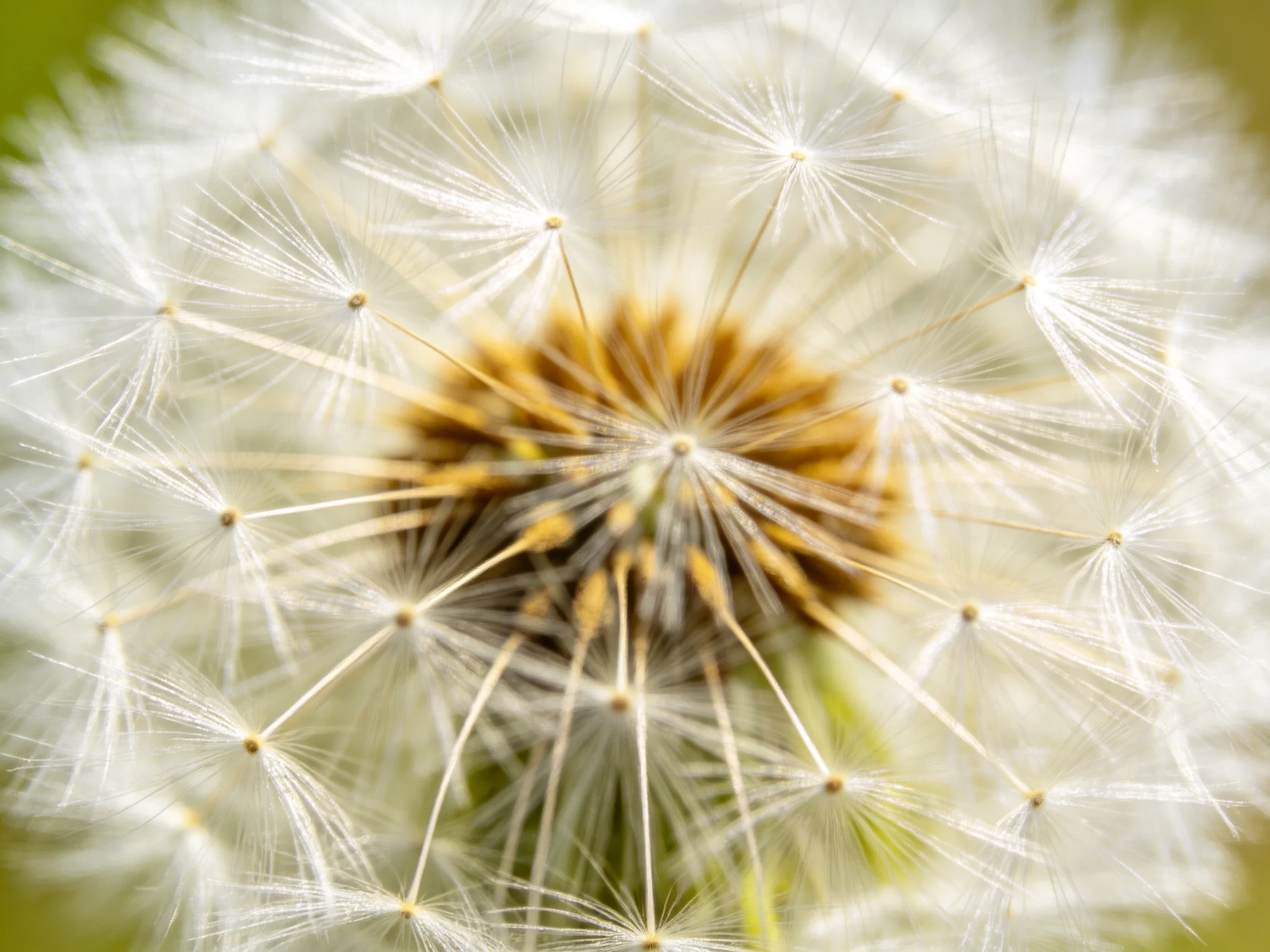 Close - up of a mature dandelion seed head with golden central disc
