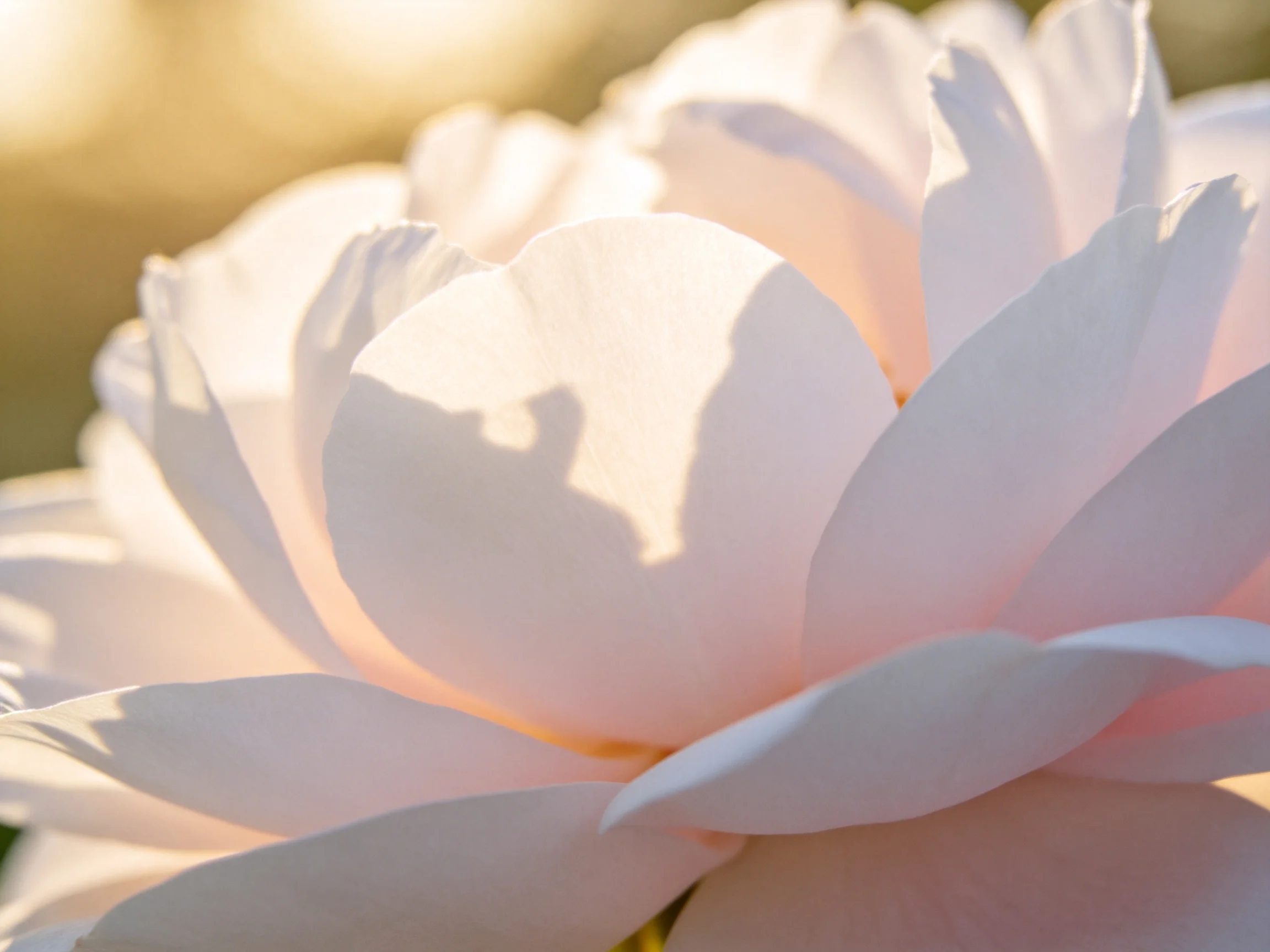 Close-up of a pale pink flower with soft golden lighting