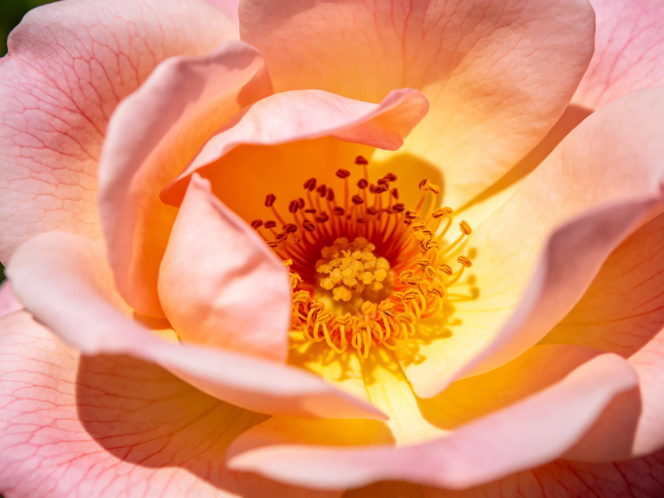 Close - up of a pink and yellow rose with vibrant center