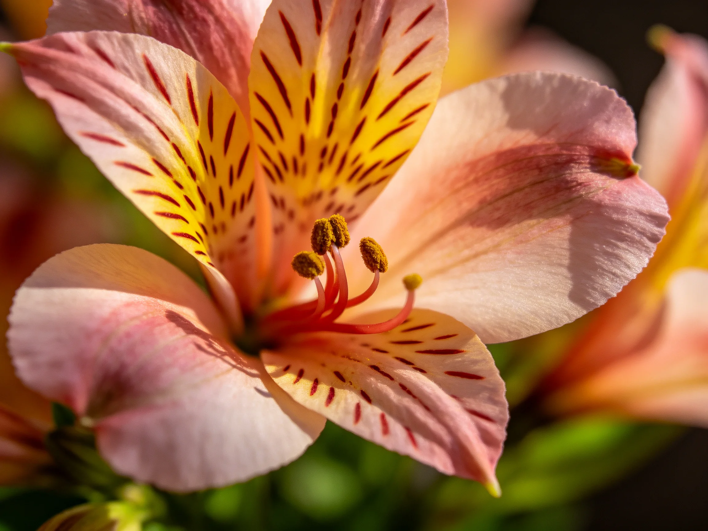 Close - up of a pink and yellow striped alstroemeria flower