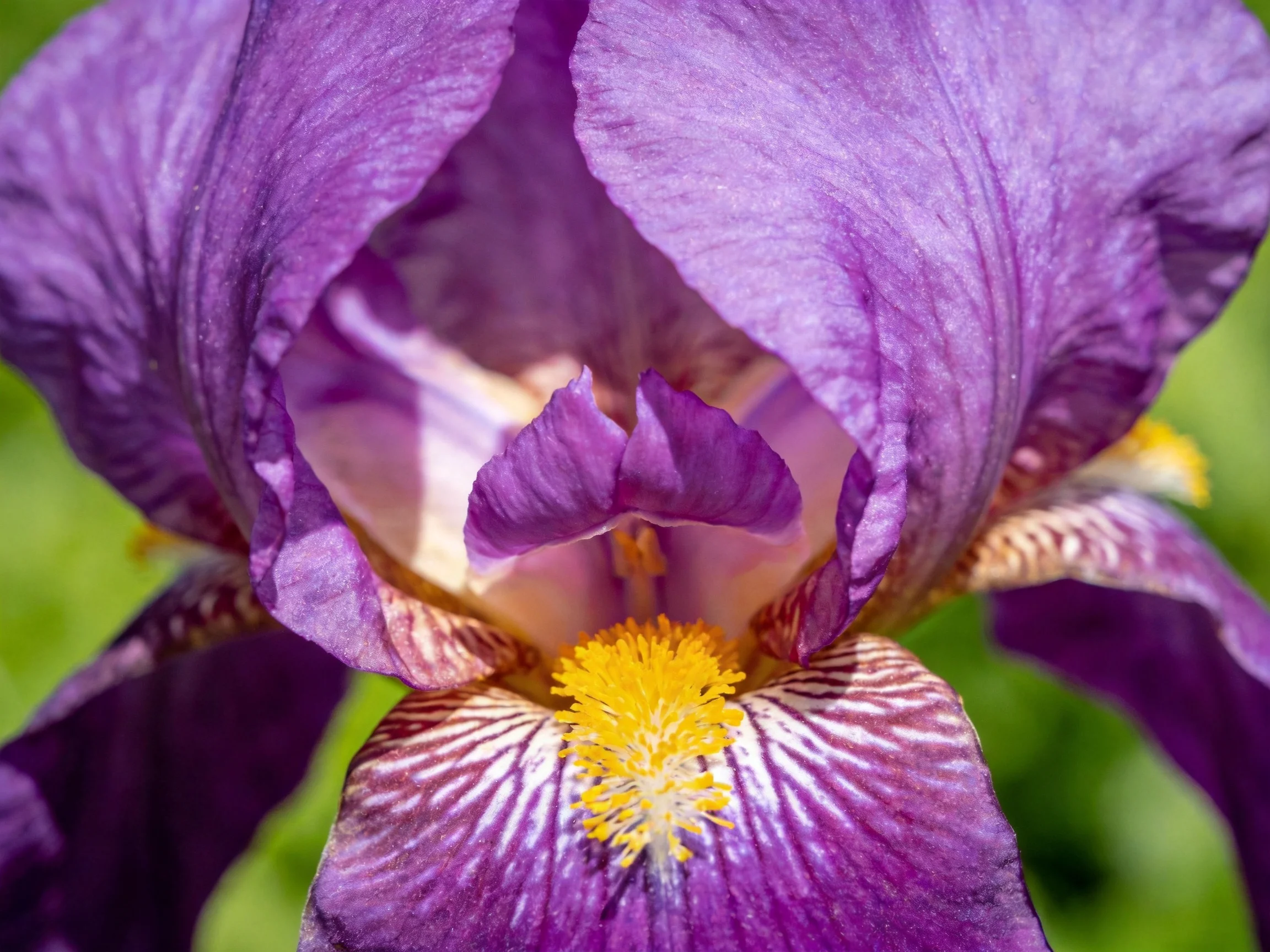 Close-up of a rich purple iris with golden stamens