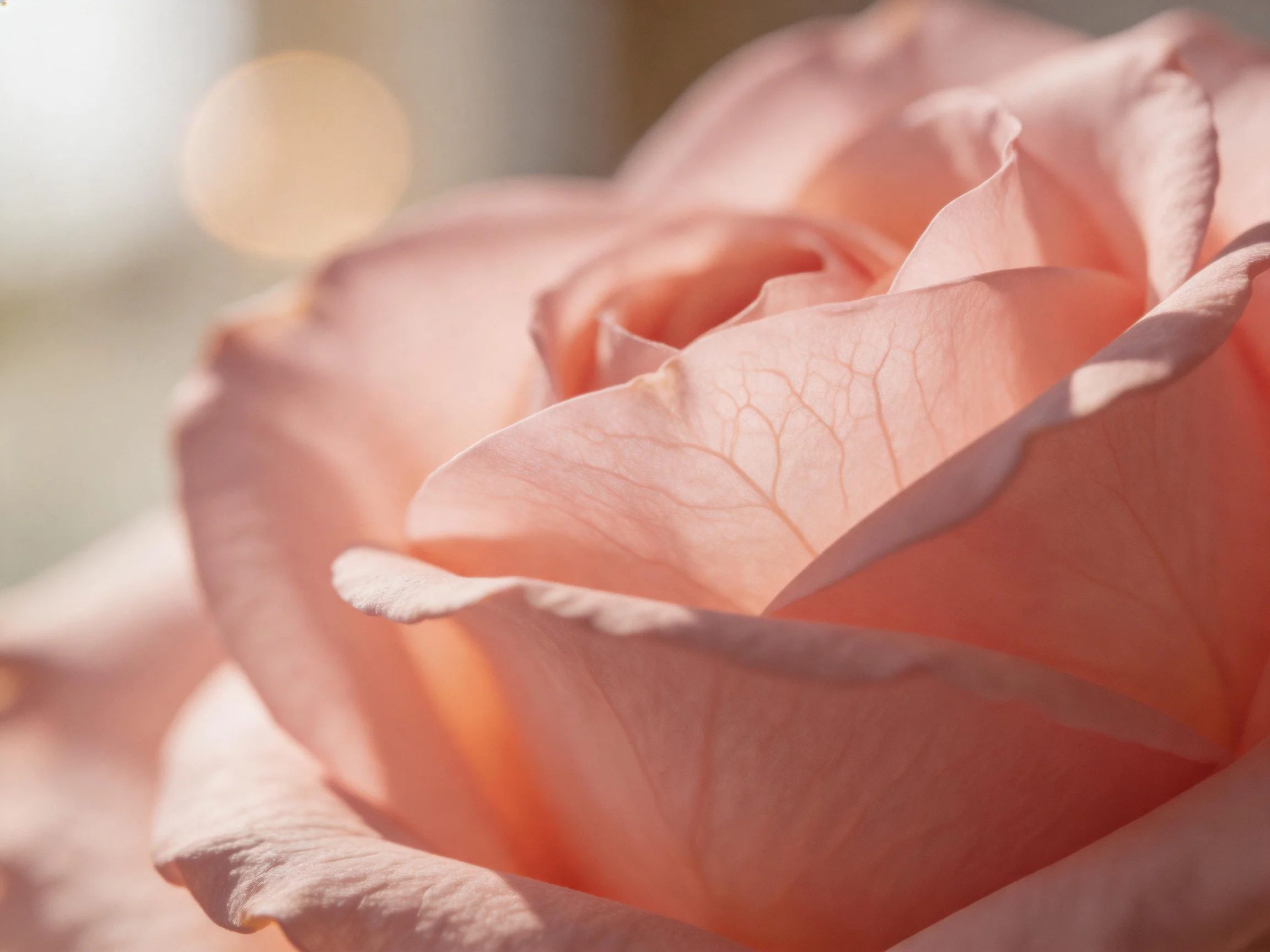 Close-up of a soft pink rose with delicate textured petals