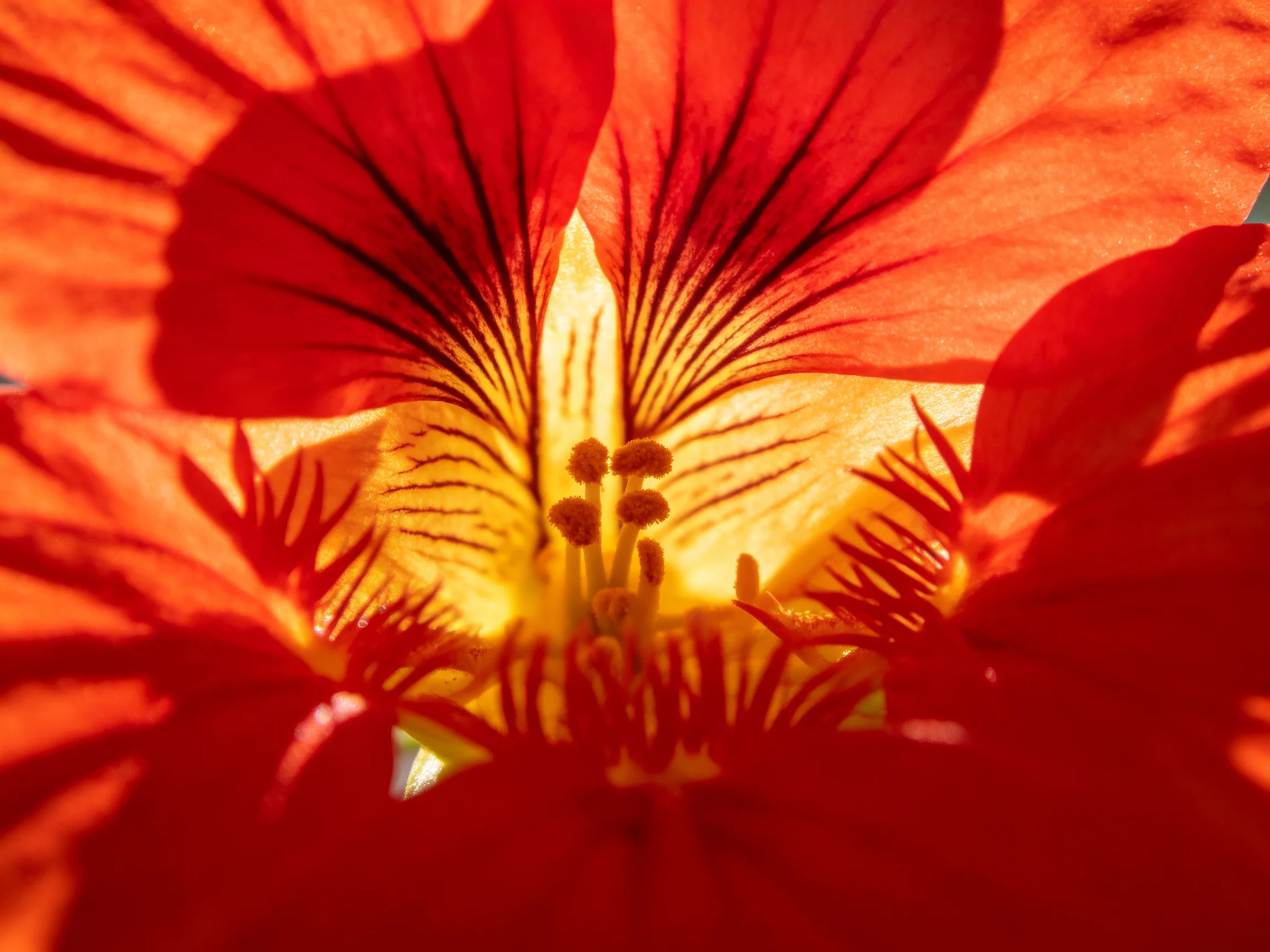 Close-up of a vibrant orange-red flower with golden central details