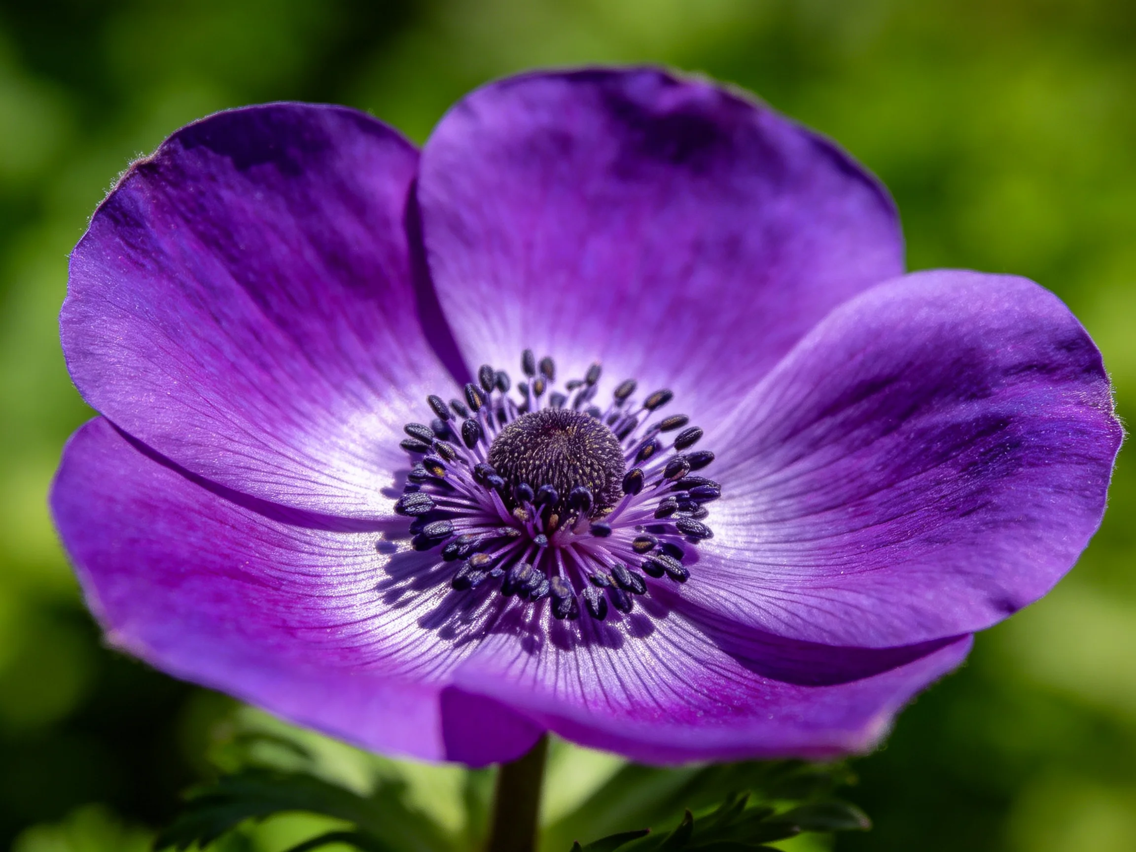 Close - up of a vibrant purple anemone flower with broad petals and detailed center