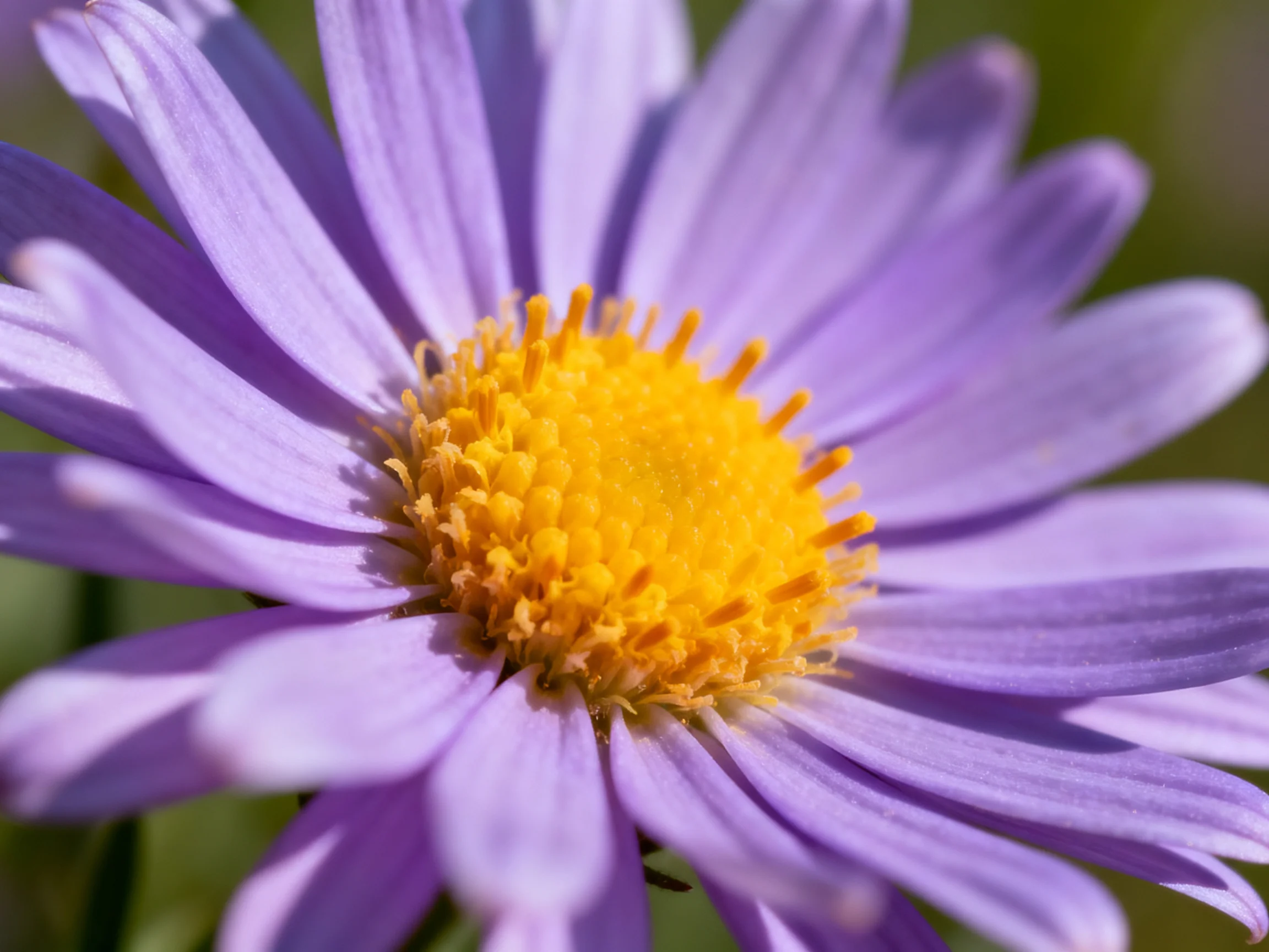 Close-up of a vibrant purple aster with a golden-yellow central disc