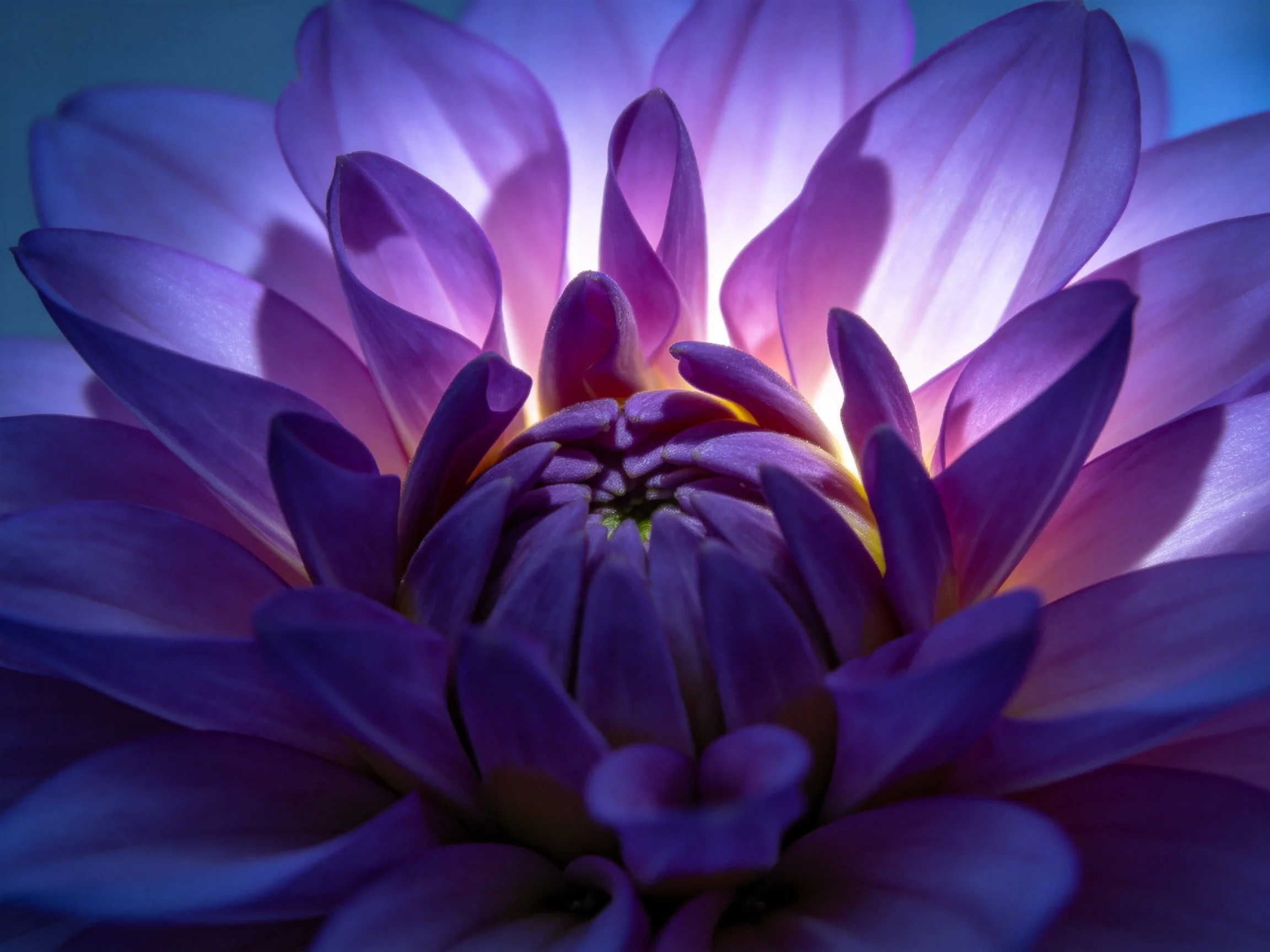 Close-up of a vibrant purple dahlia with layered petals