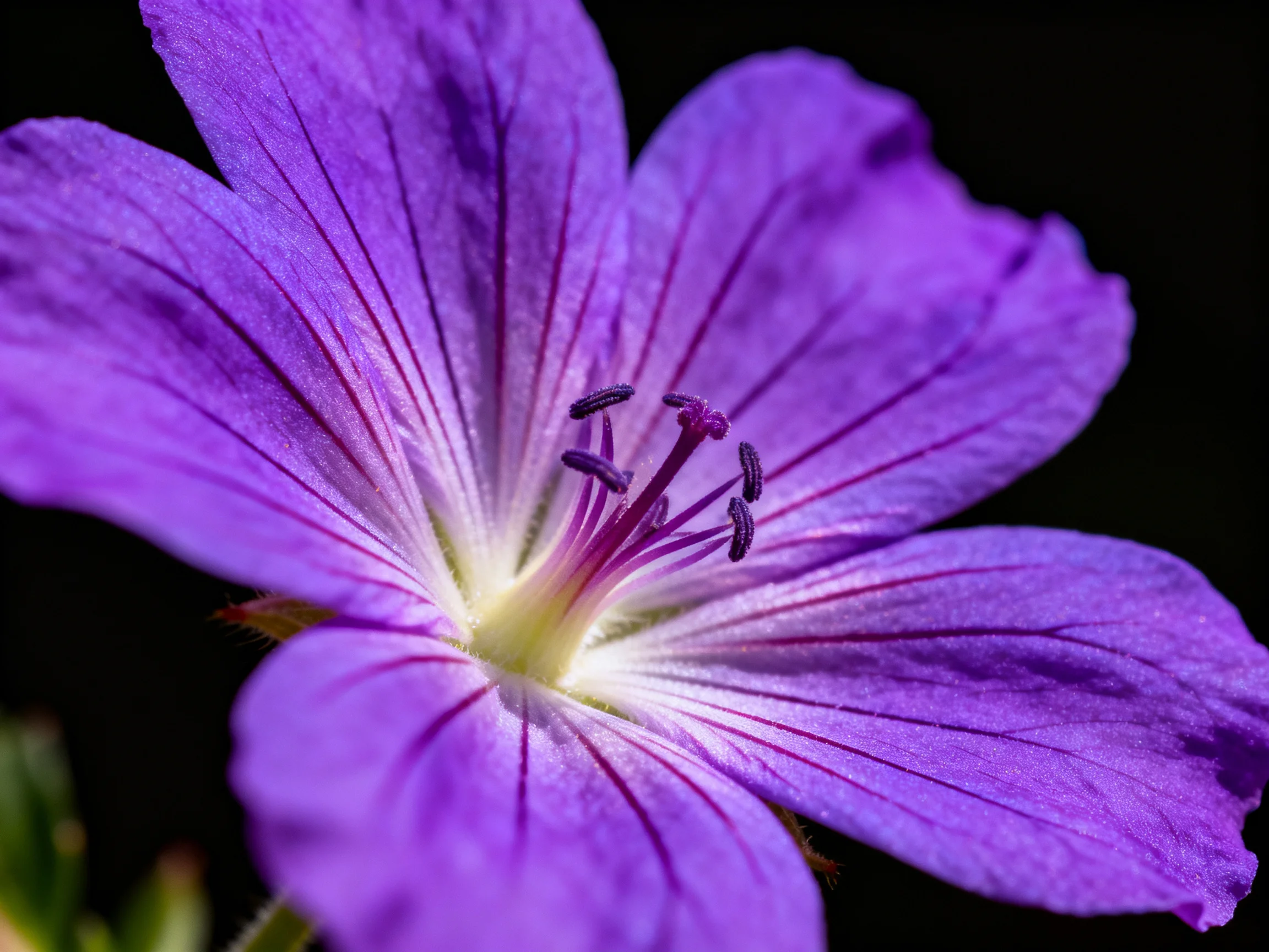 Close - up of a vibrant purple geranium with distinct petal veins