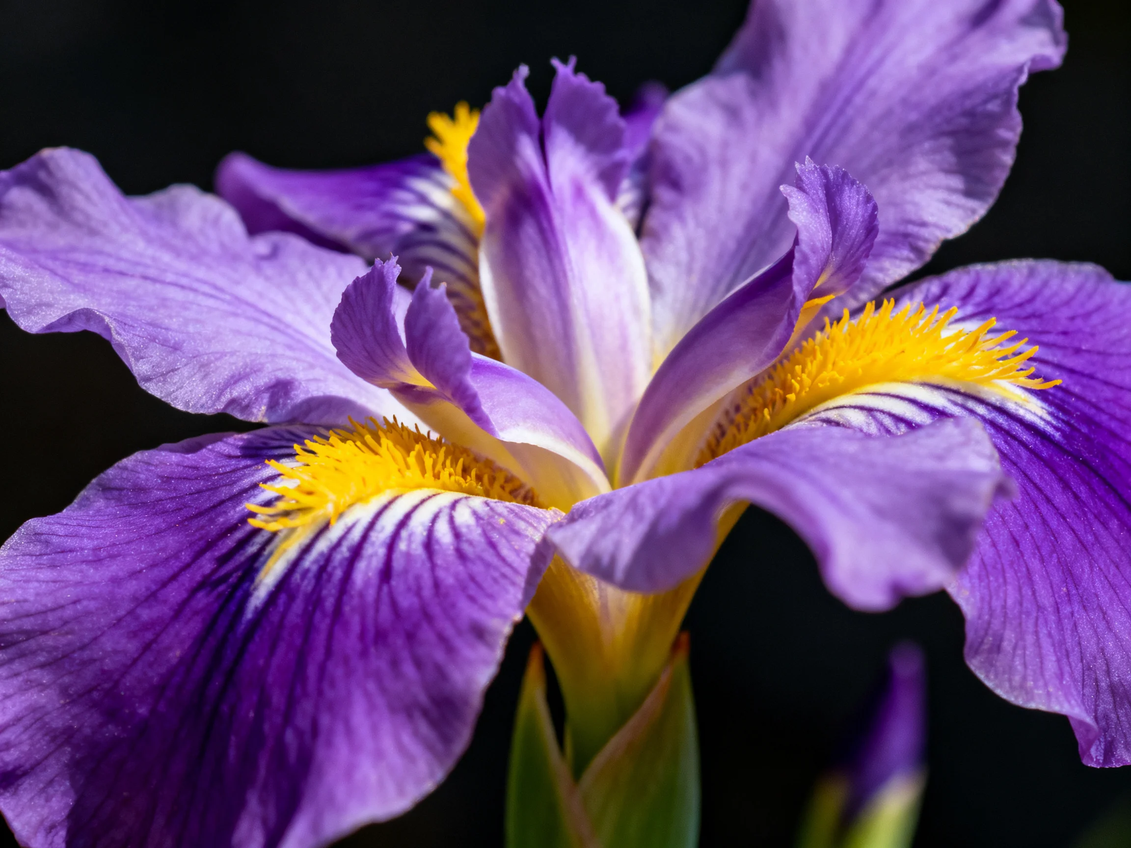 Close-up of a vibrant purple iris with bright yellow centers
