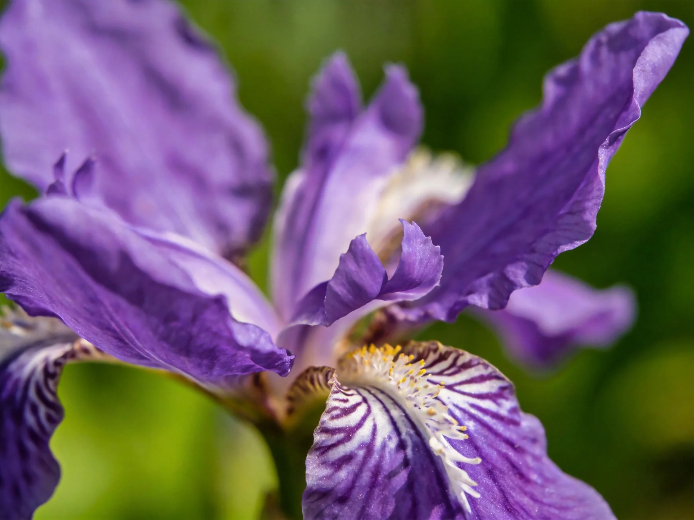 Close-up of a vibrant purple iris with detailed petal patterns