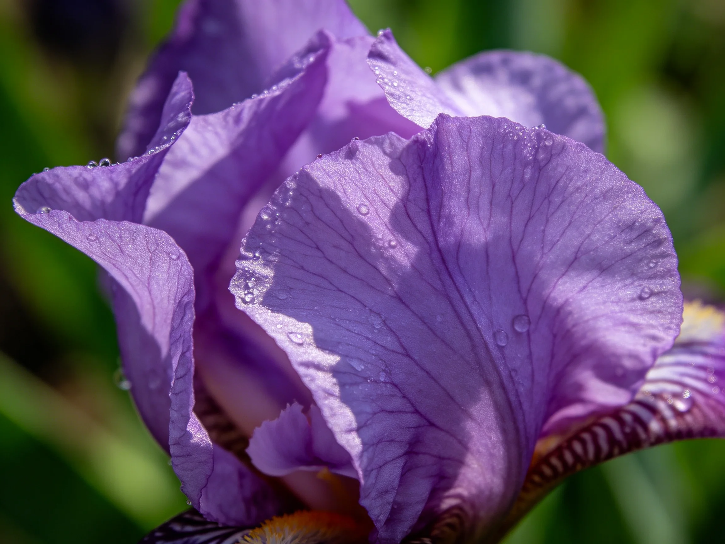 Close - up of a vibrant purple iris with dew droplets