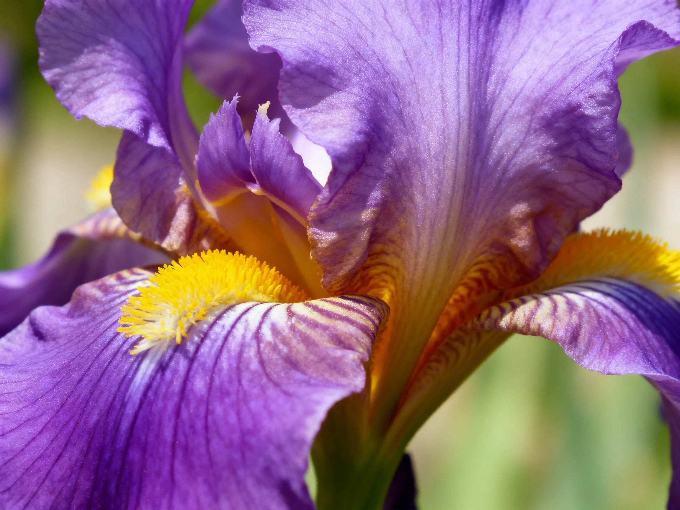A close - up of a vibrant purple iris with golden stamens.