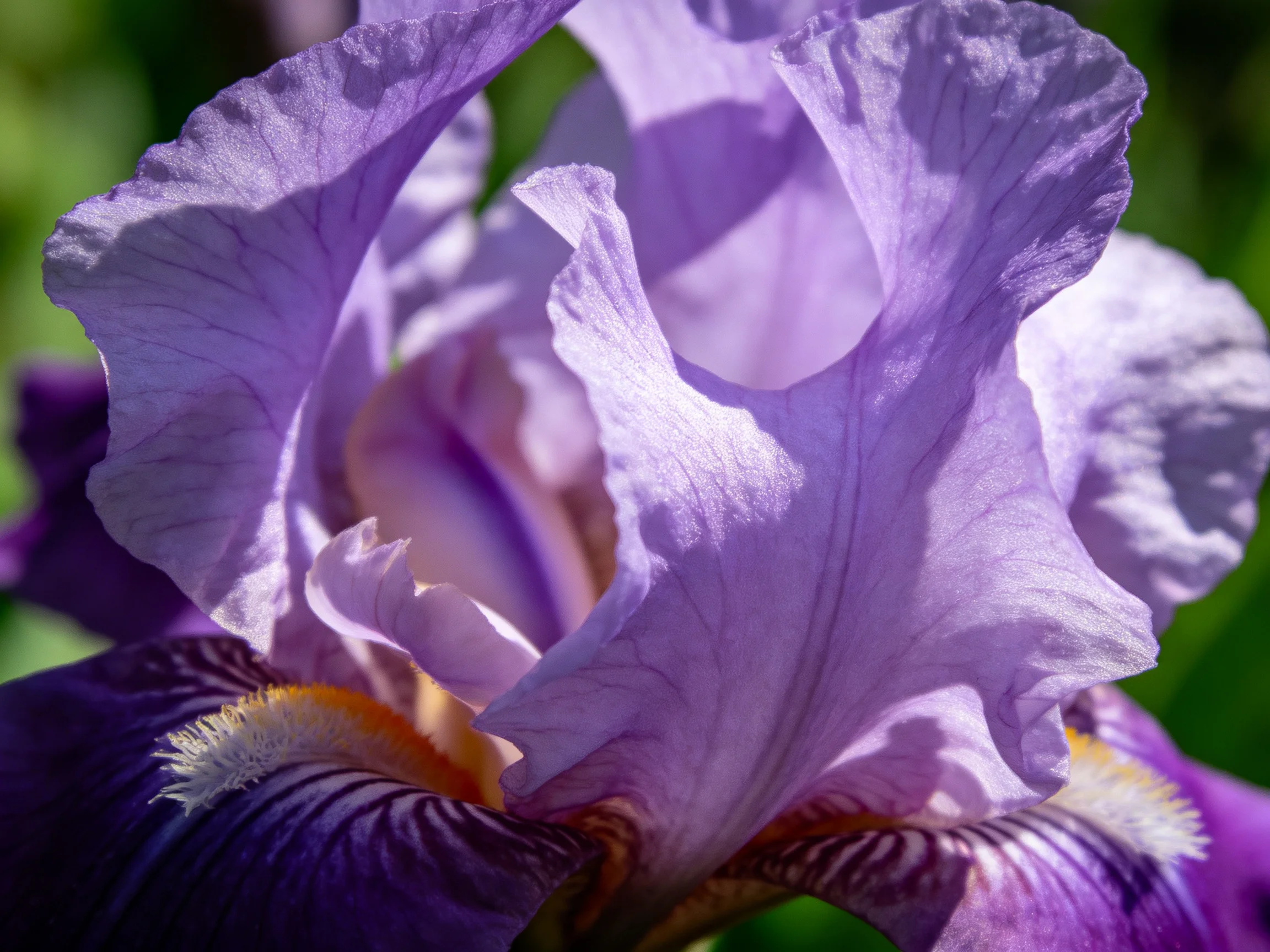 Close-up of a vibrant purple iris with ruffled petals