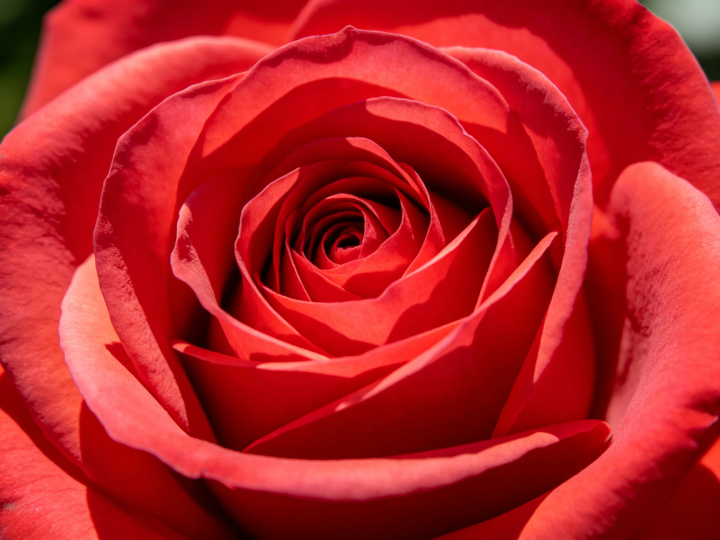 Close-up of a vibrant red rose with layered petals