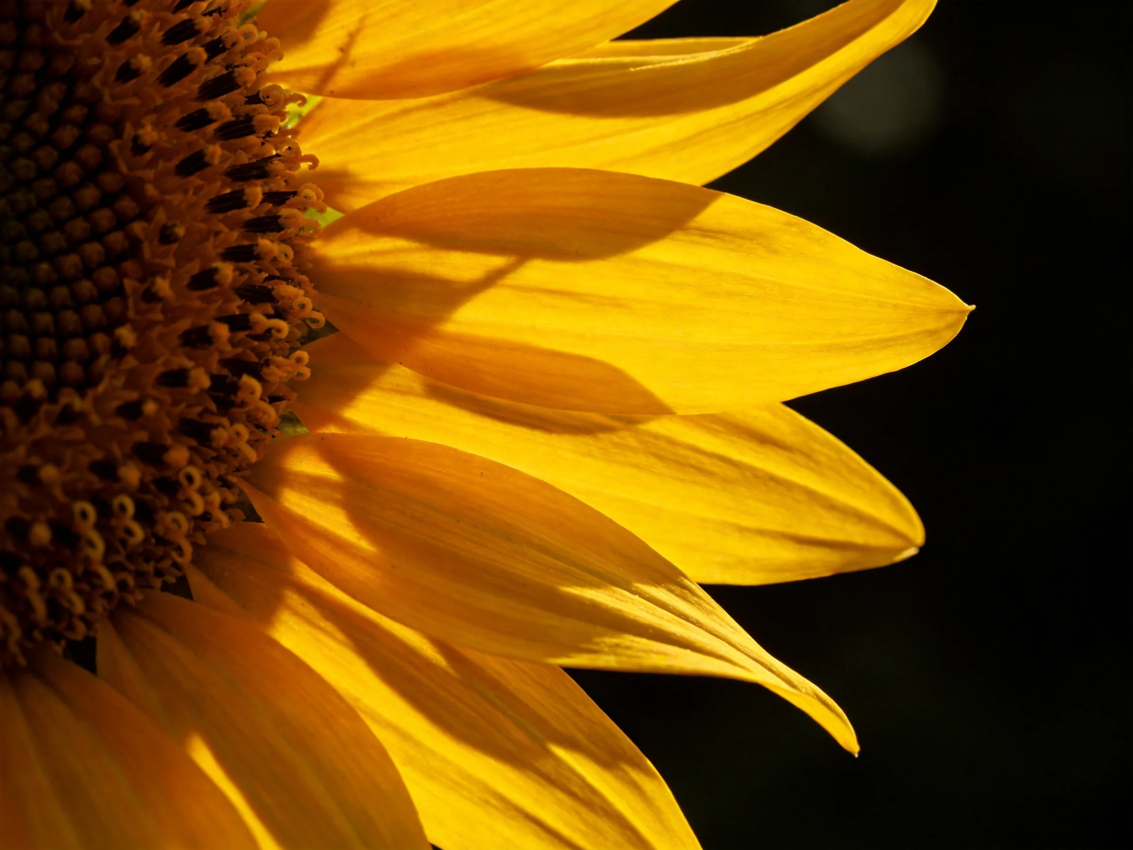 Close - up of a vibrant yellow sunflower with prominent petals and seed center