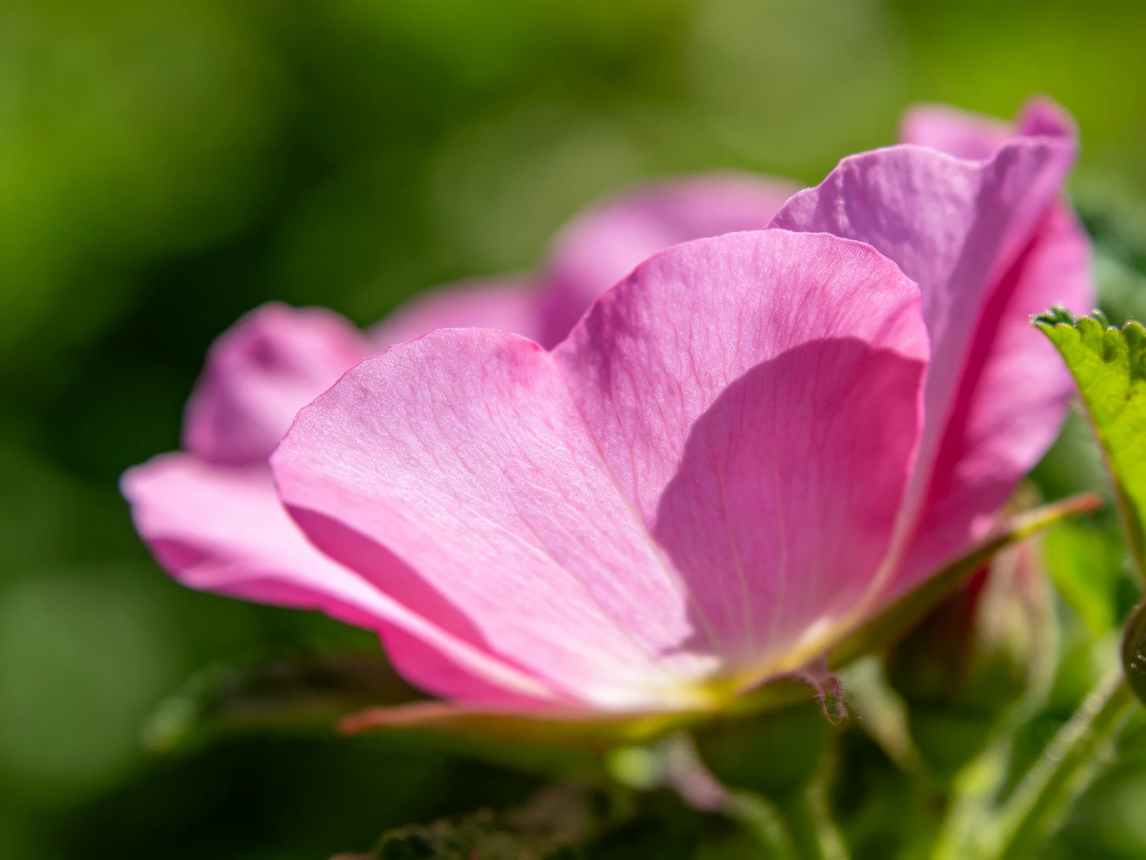 Close - up of a vivid pink flower with green foliage backdrop